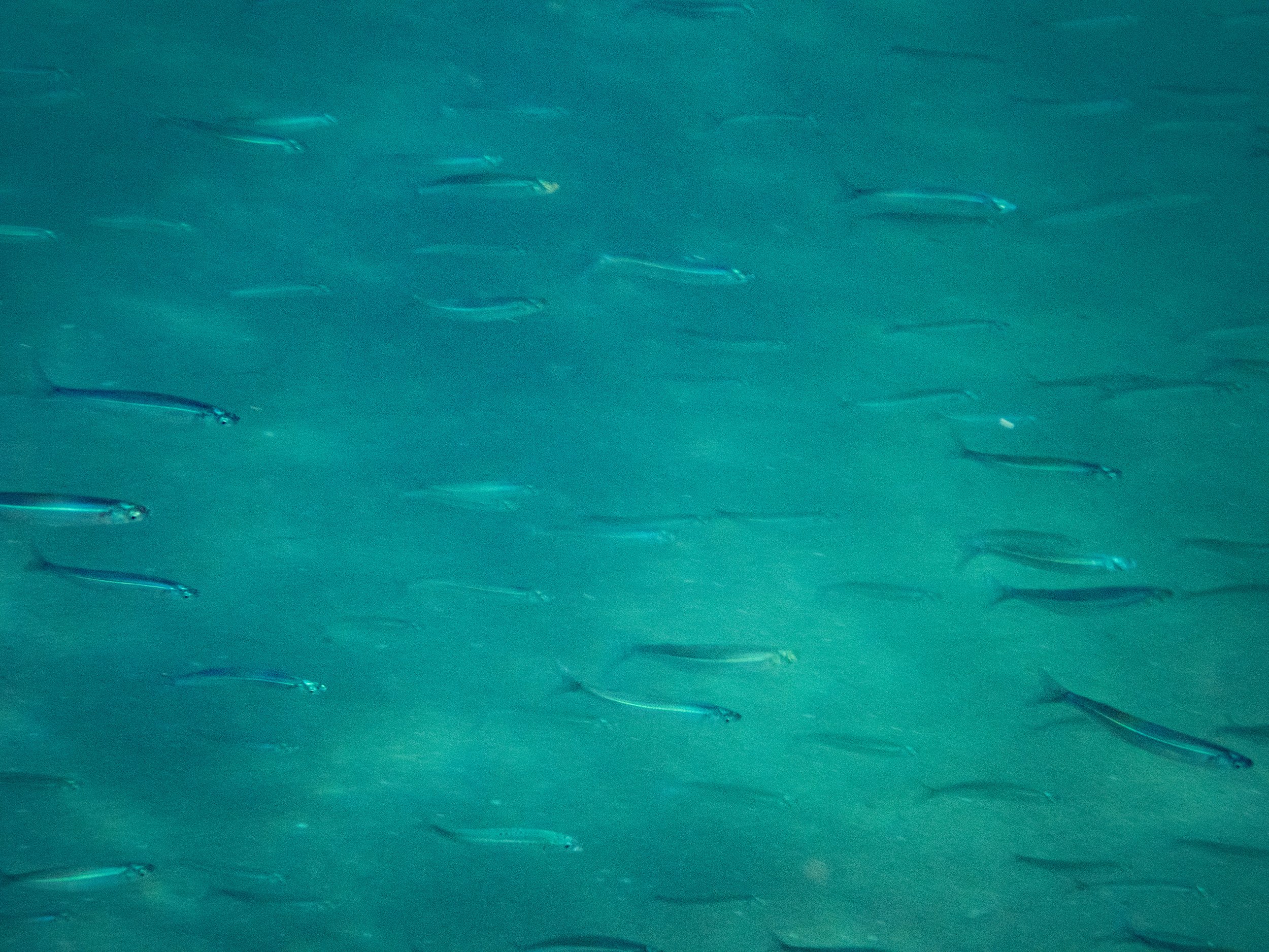 School of small fish swimming in clear turquoise water.