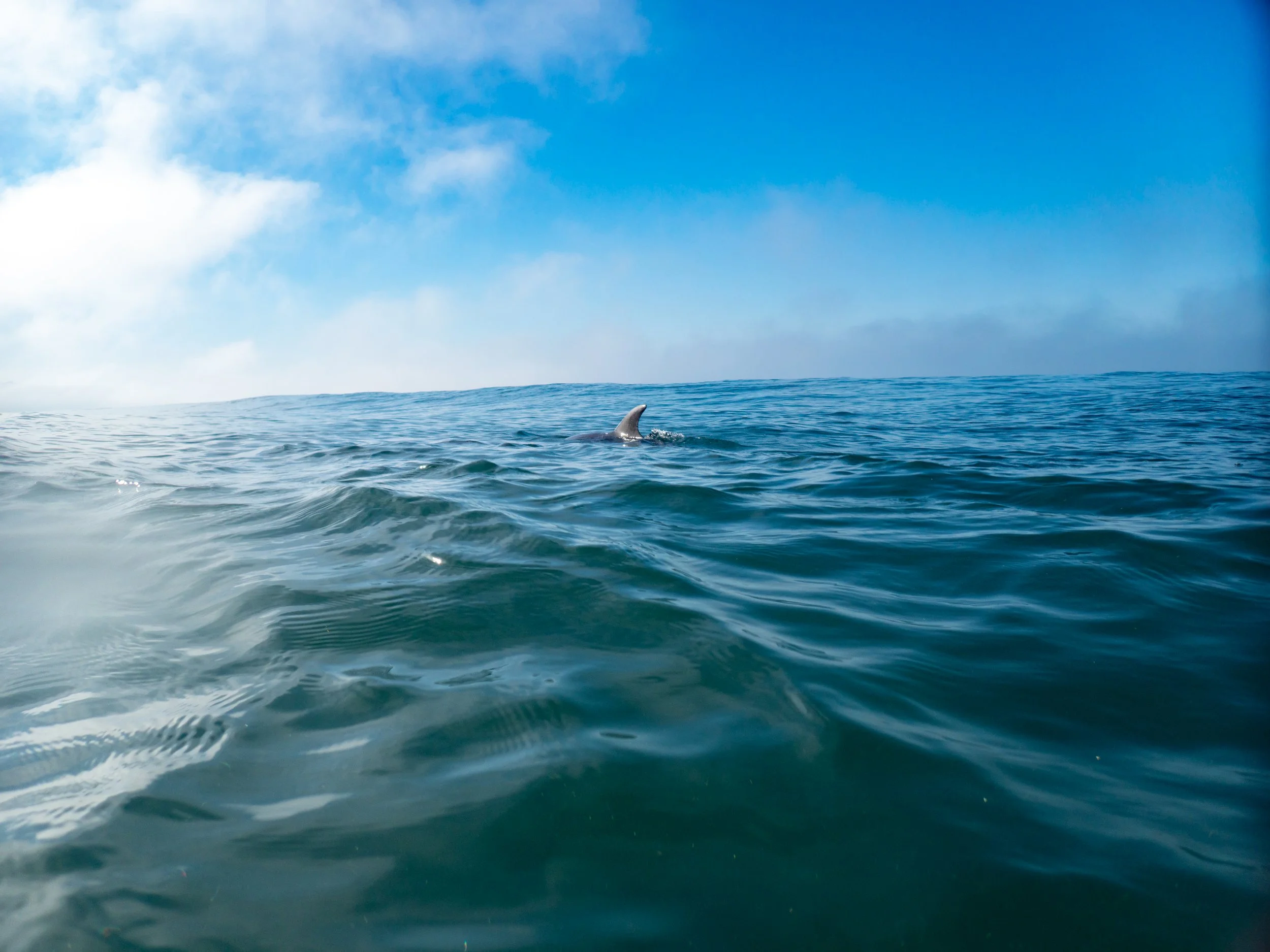 A whale's dorsal fin visible above the ocean surface with a mostly clear blue sky and some clouds.