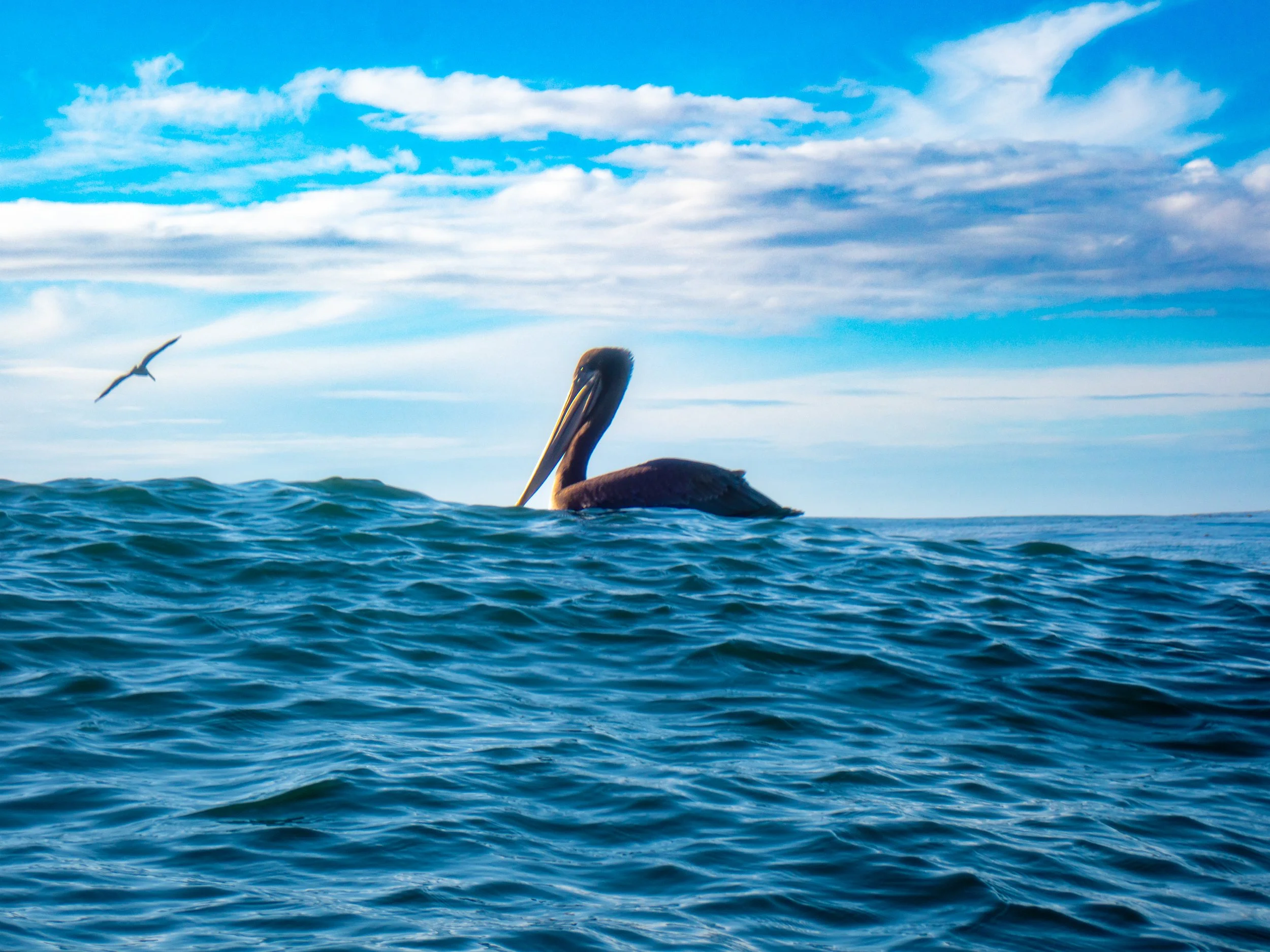 A pelican floating on the ocean with a seagull flying nearby, against a background of blue sky and scattered clouds.