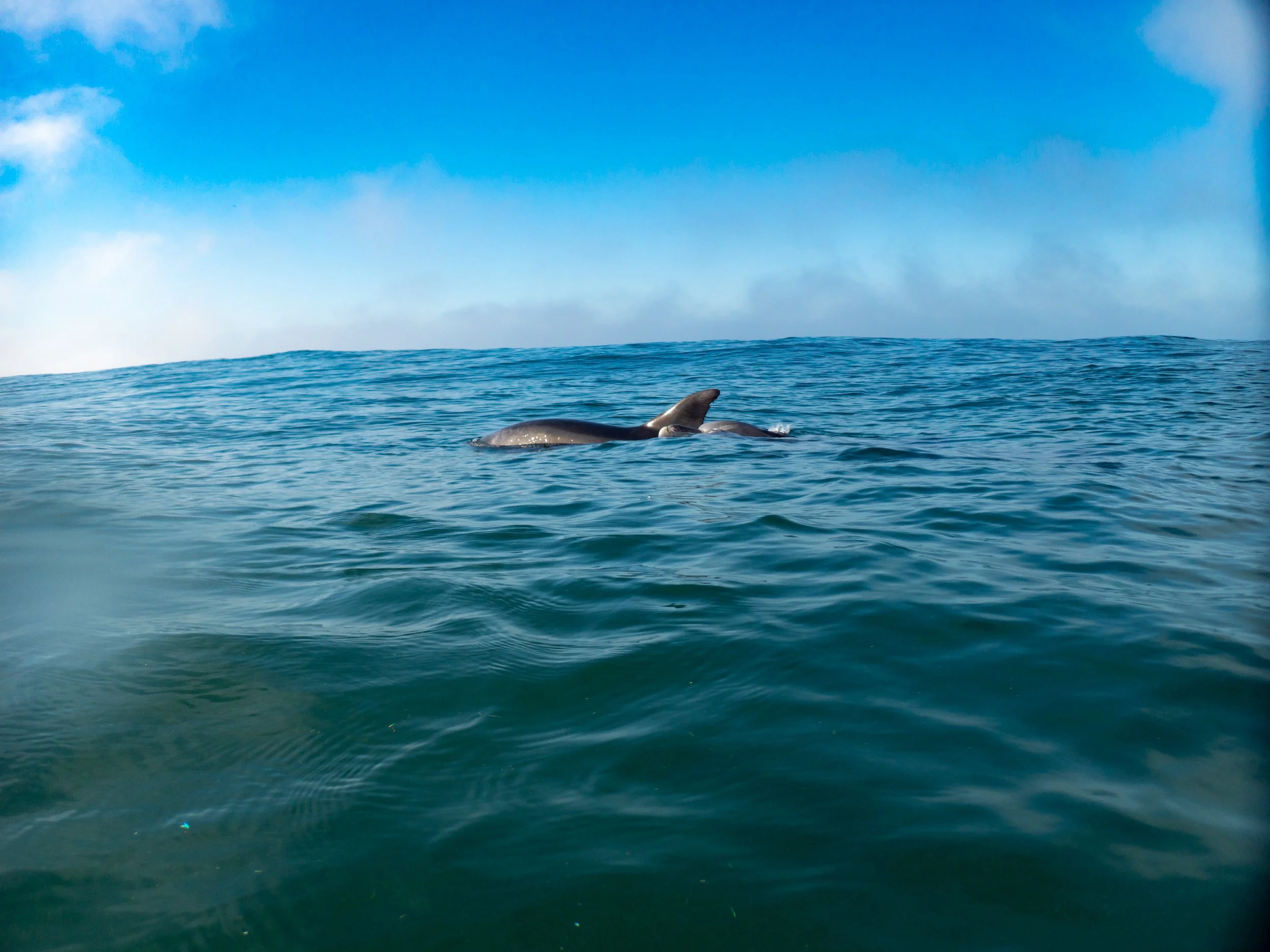 Dolphins swimming near the surface of the ocean under a blue sky with some clouds.
