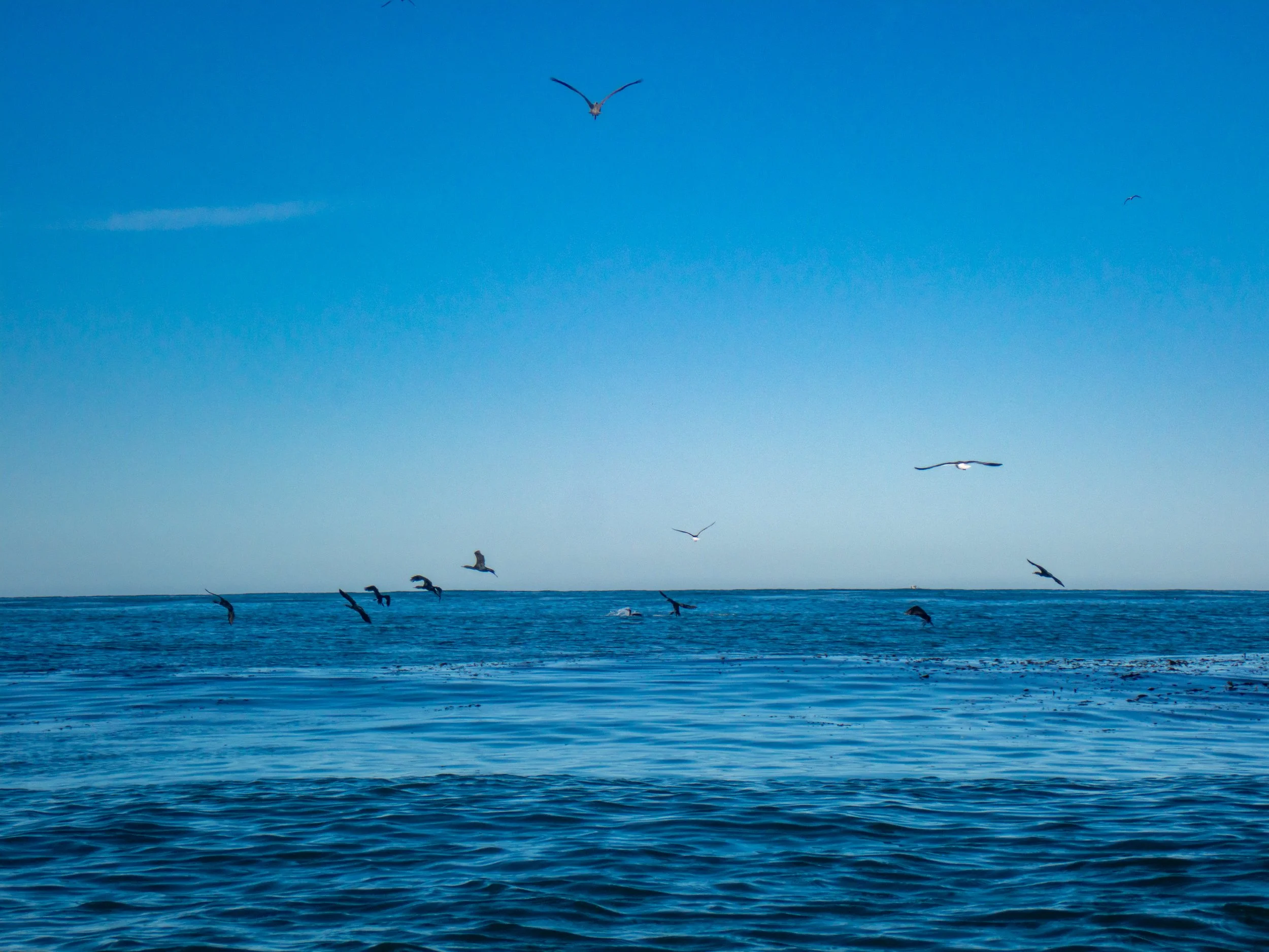 Seagulls flying over the ocean against a clear blue sky.