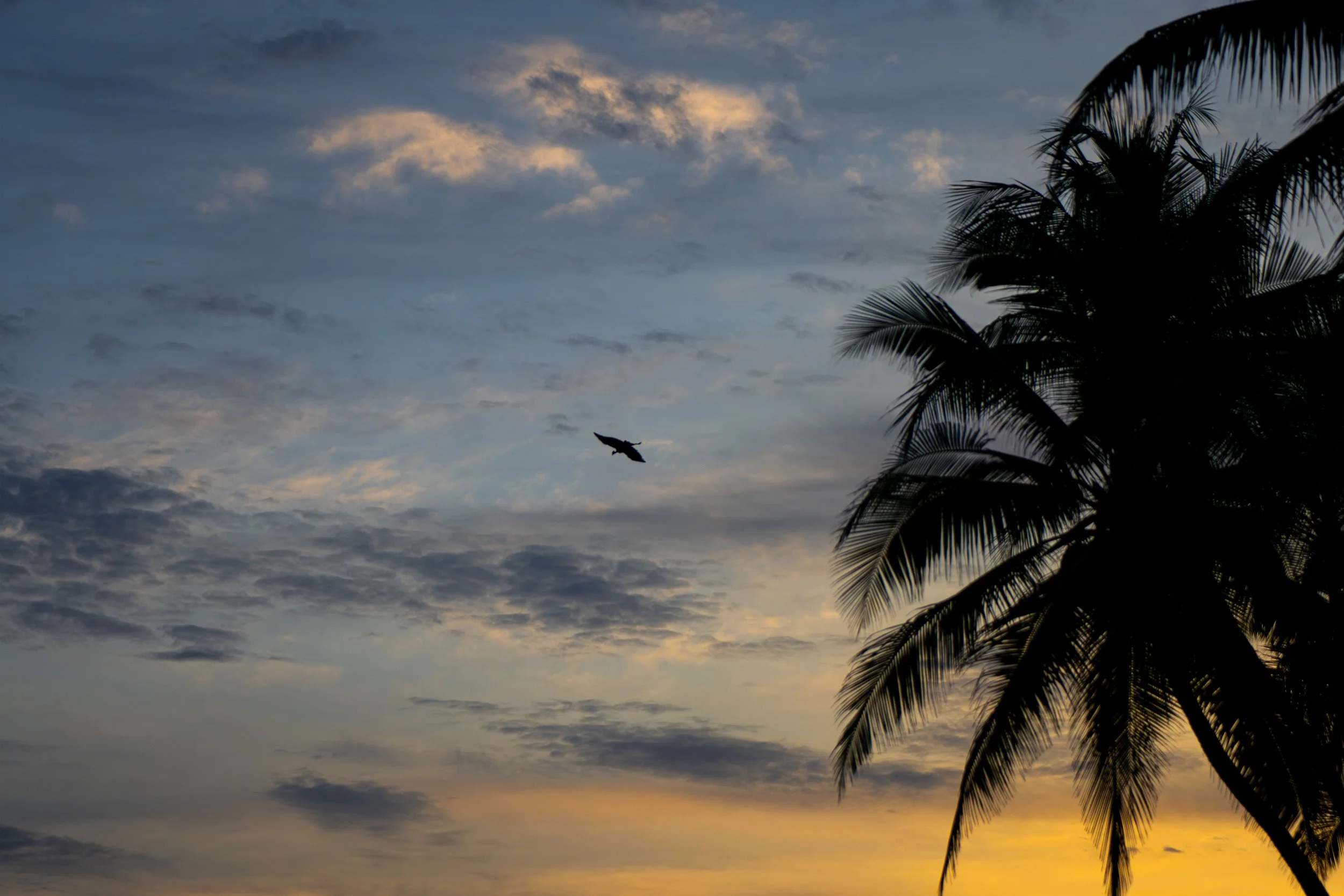 A sunset sky with clouds and a silhouette of palm trees on the right, a bird flying in the center, and warm yellow and orange hues near the horizon.
