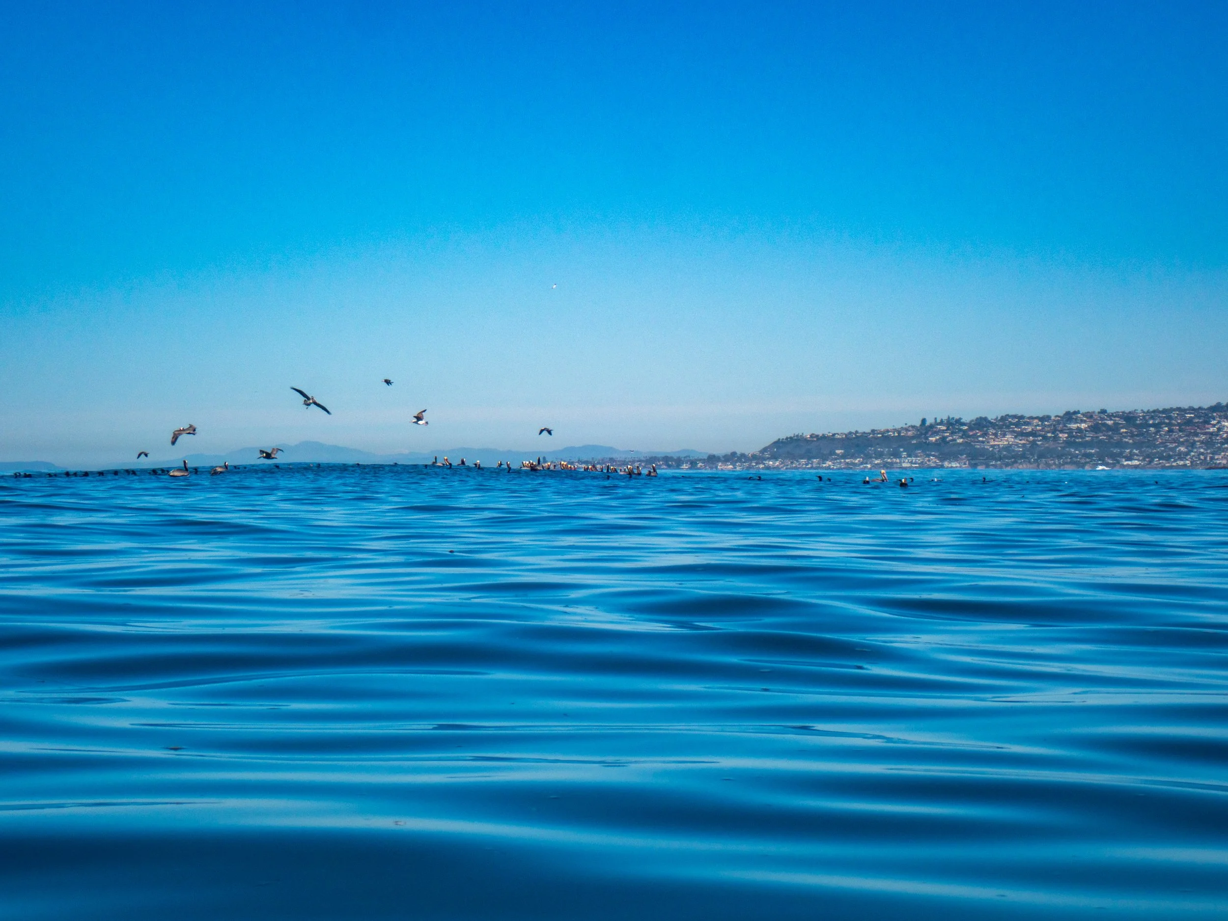 Calm ocean with birds flying above and a distant shoreline with buildings and hills under a clear blue sky.