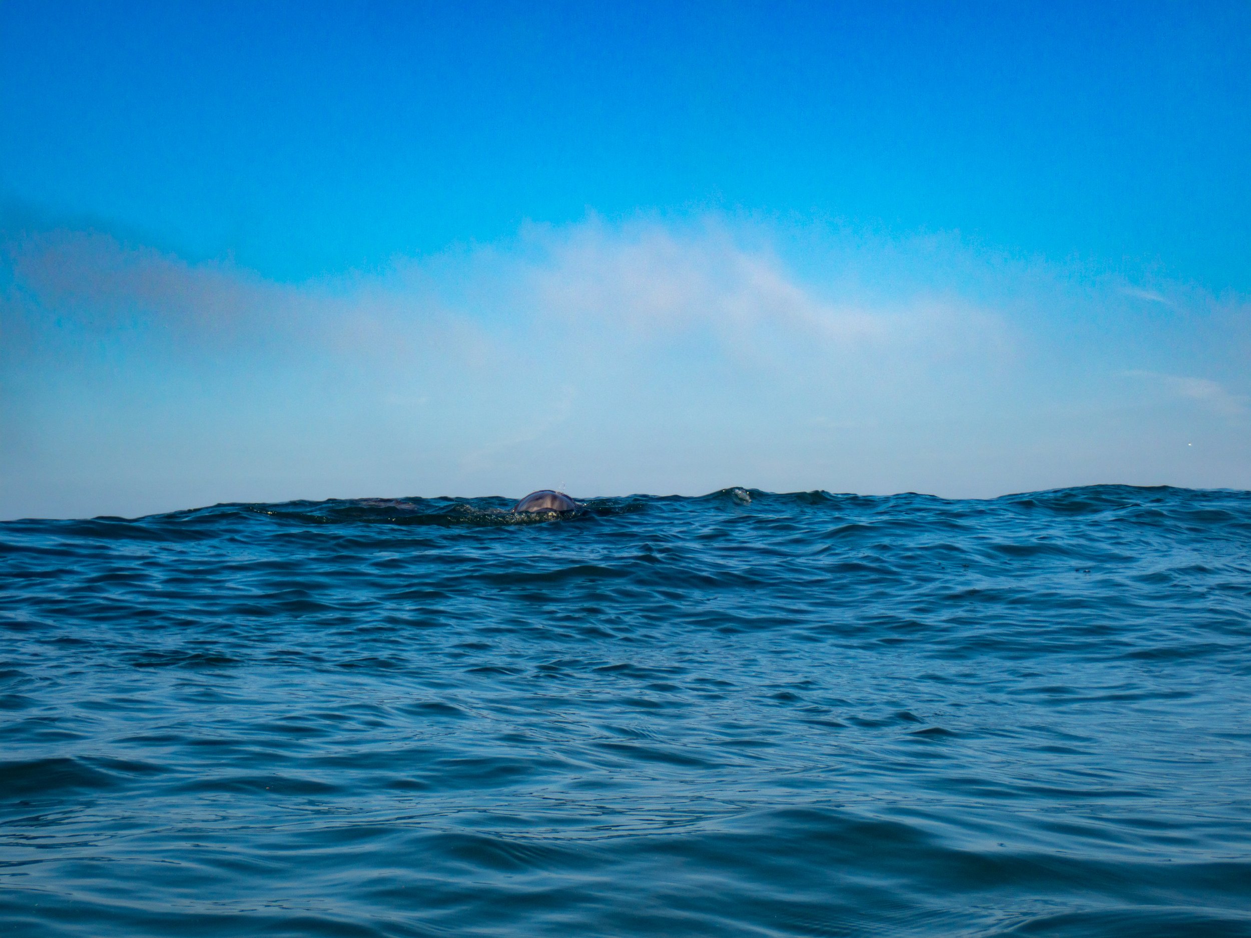 Open ocean with small waves and a whale's blowhole visible in the distance under a partly cloudy sky.