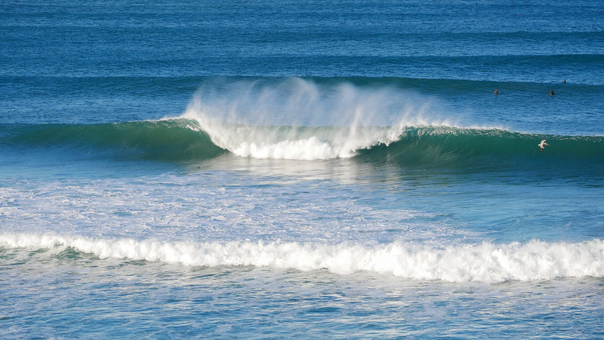 Ocean waves with surfers and a seagull flying.