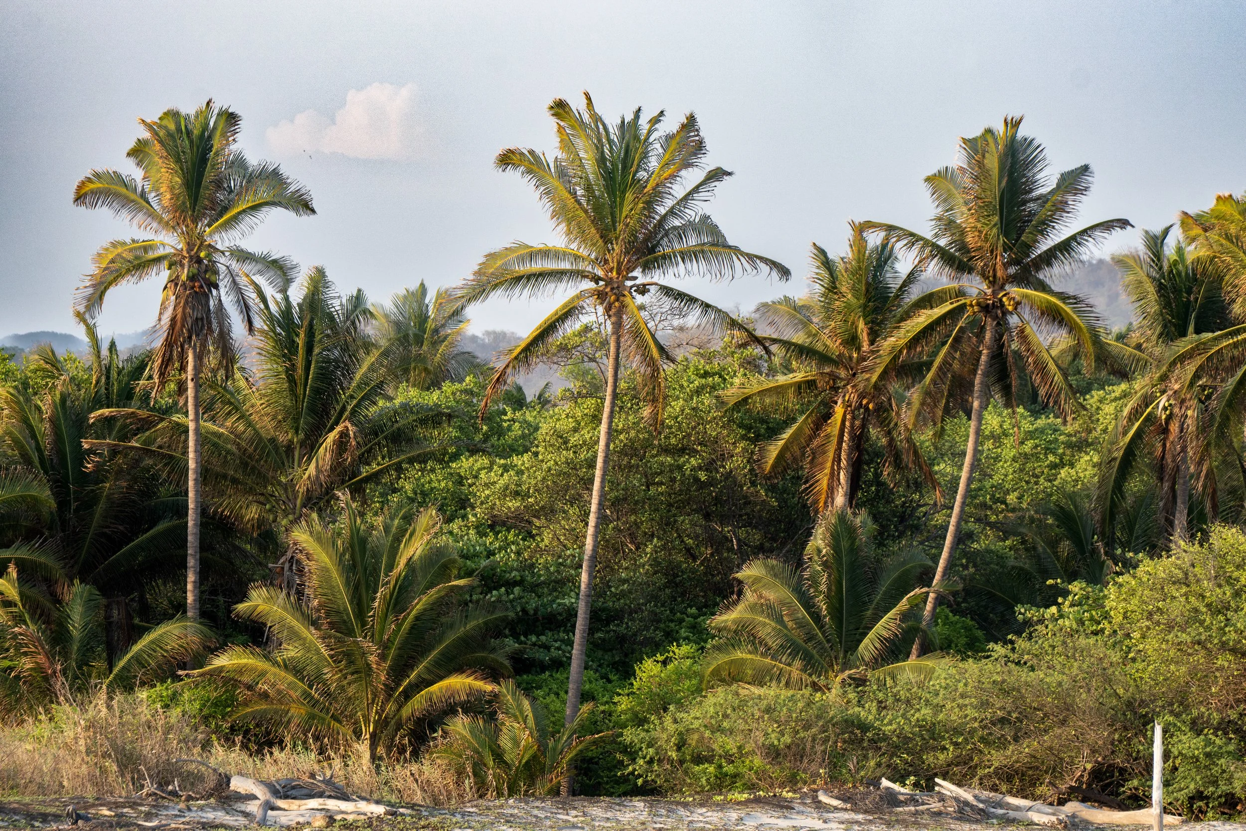 A landscape of tall palm trees with green foliage against a pale sky, with dense greenery and trees in the background and some logs and grass in the foreground.