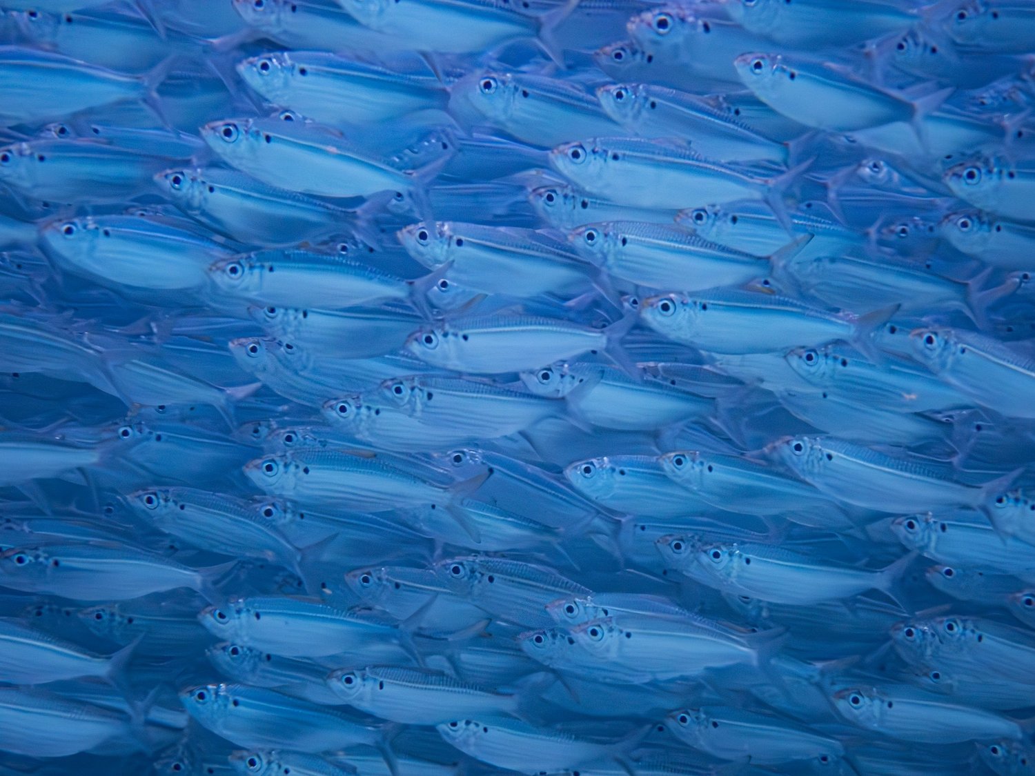 A synchronized school of small blue fish moving through ocean water.