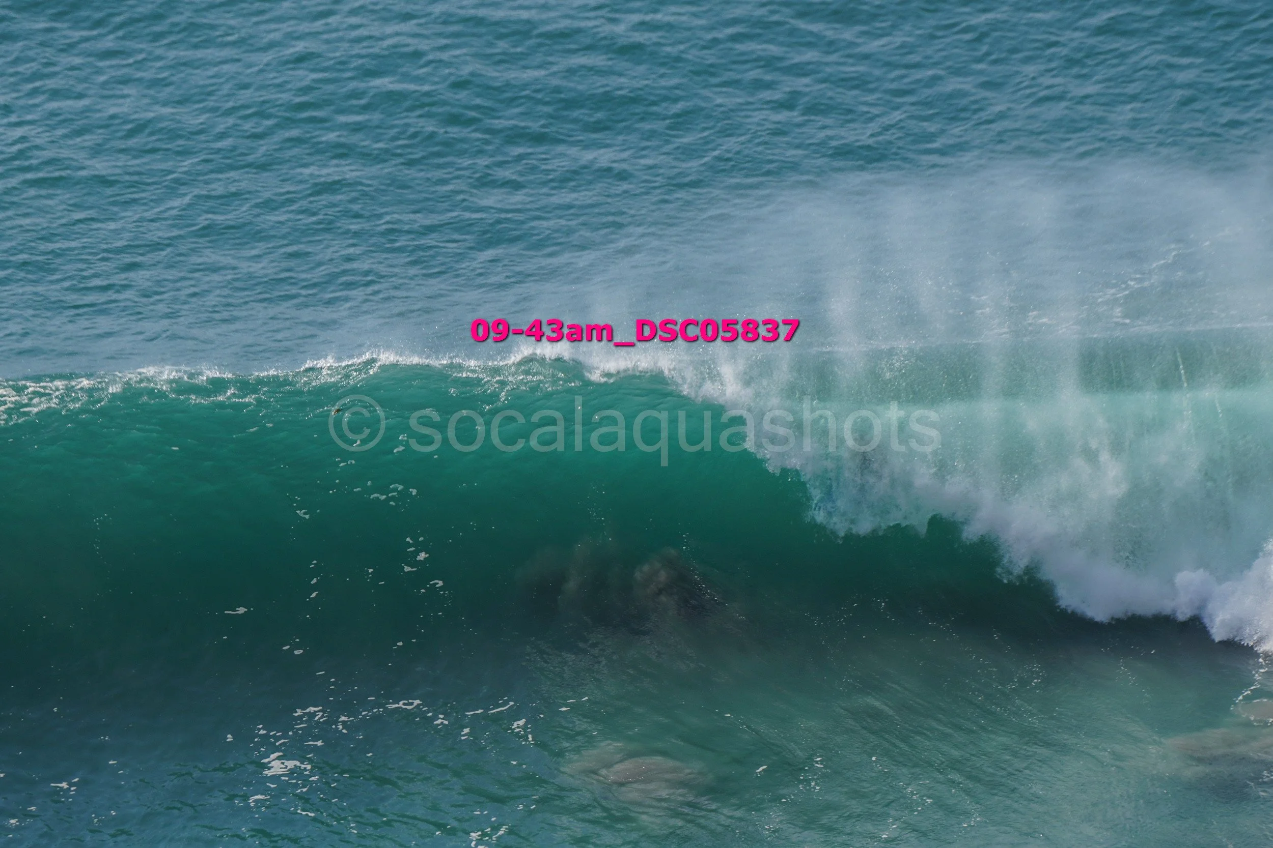 Ocean wave breaking with white spray, partially obscured creature underneath, water in the background.