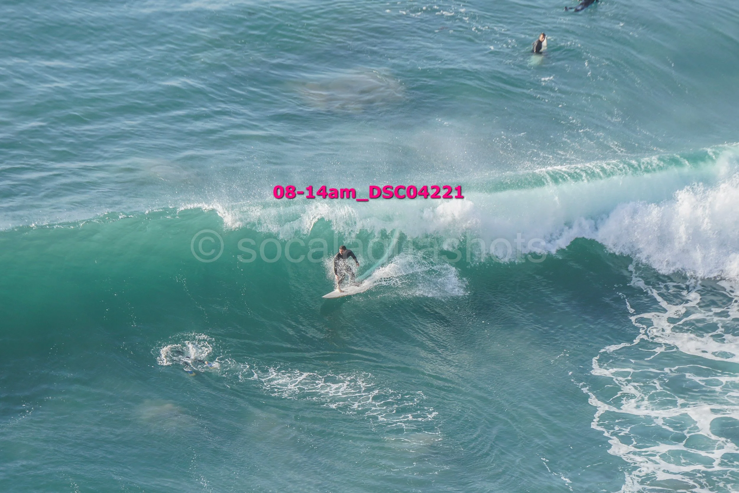 A surfer riding a wave in the ocean with two sharks visible in the water nearby.