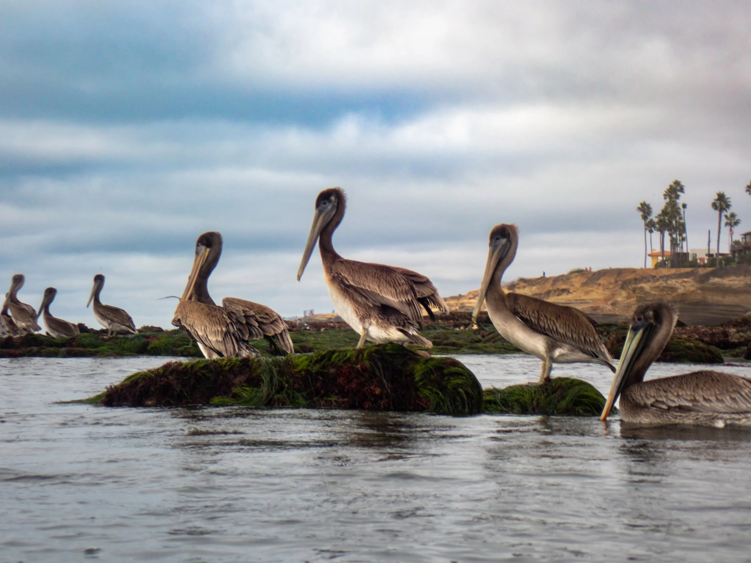 A group of brown pelicans resting on rocks in the water near the beach, with a cloudy sky and palm trees in the background.