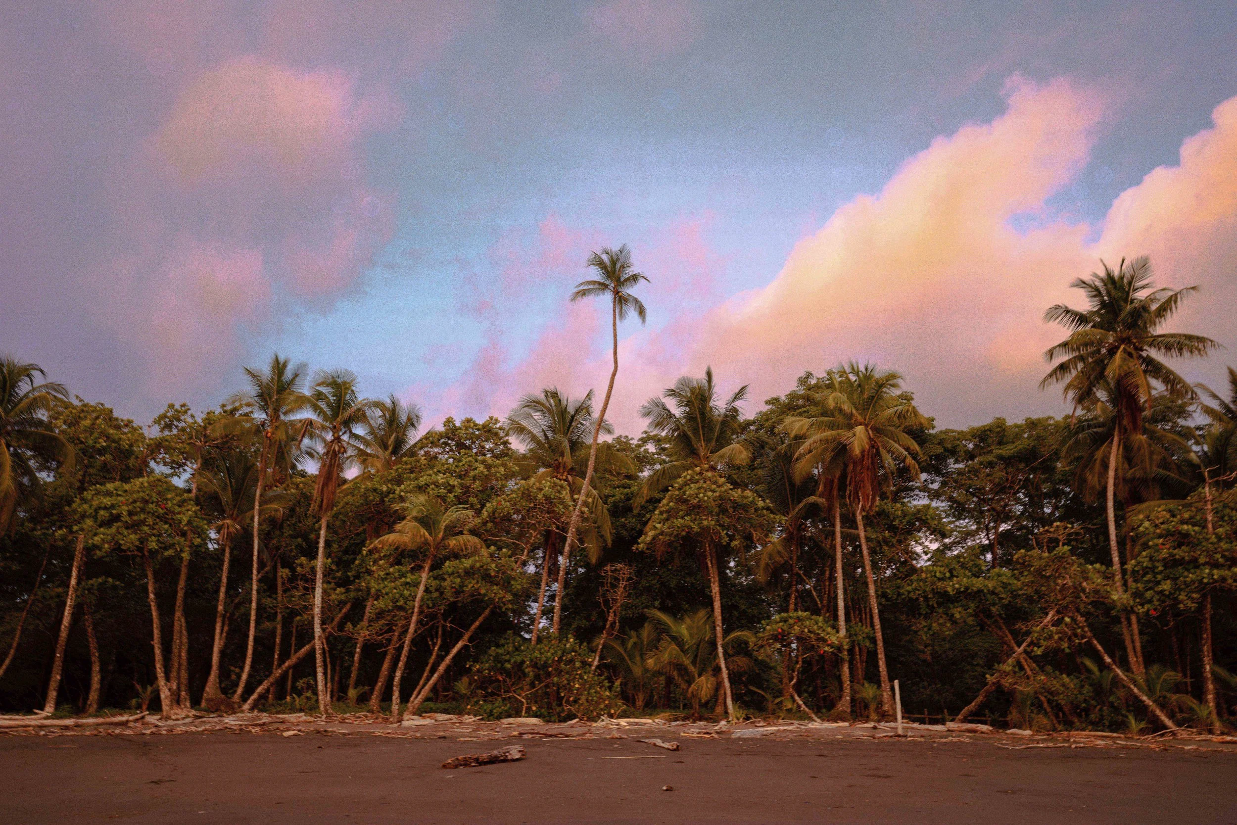 A landscape with a row of tall coconut palm trees against a pastel sky with pink and blue clouds, and a sandy ground in the foreground.