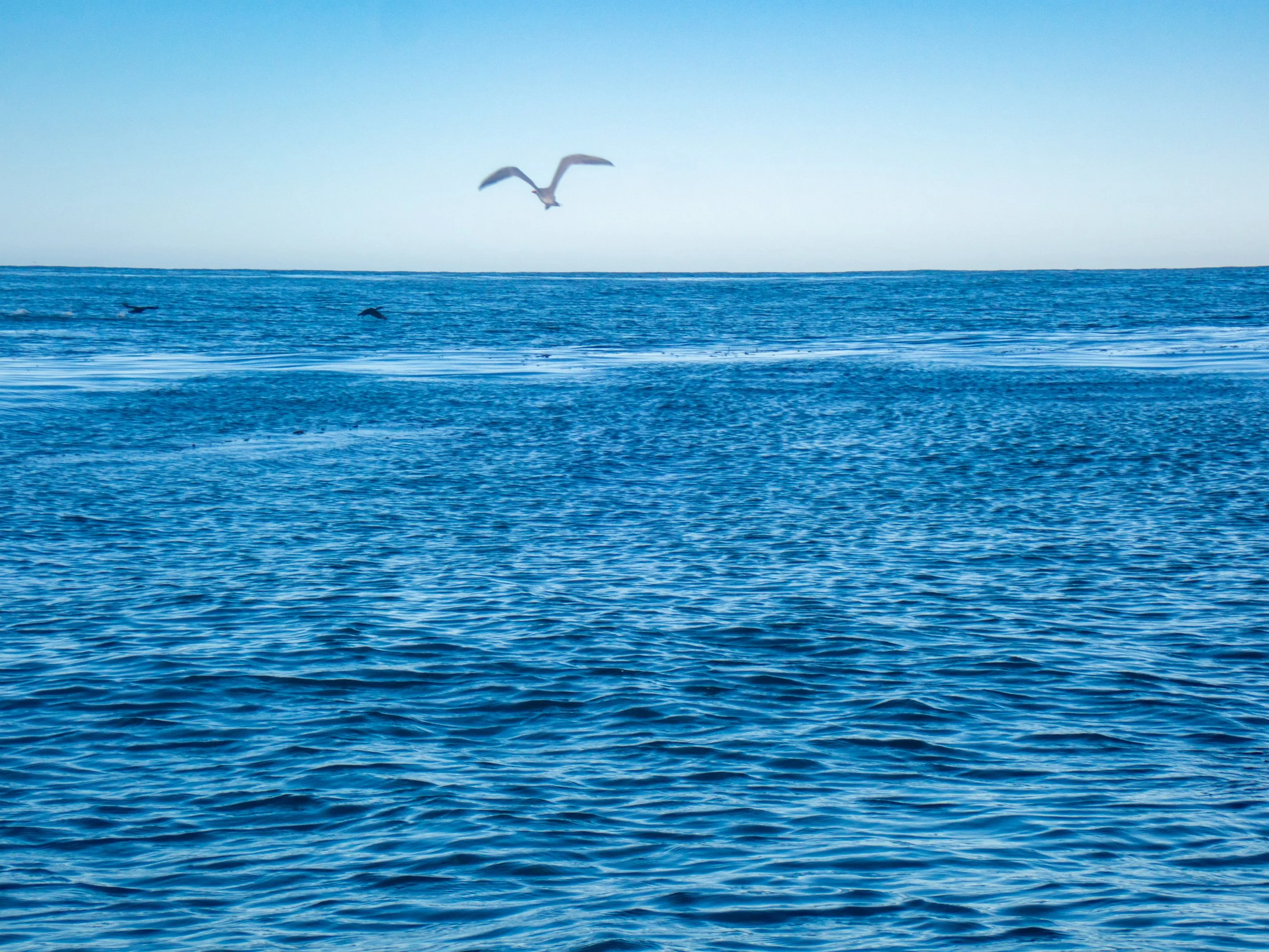 Seascape with calm blue ocean, a bird flying above, and a few other birds in the distance.