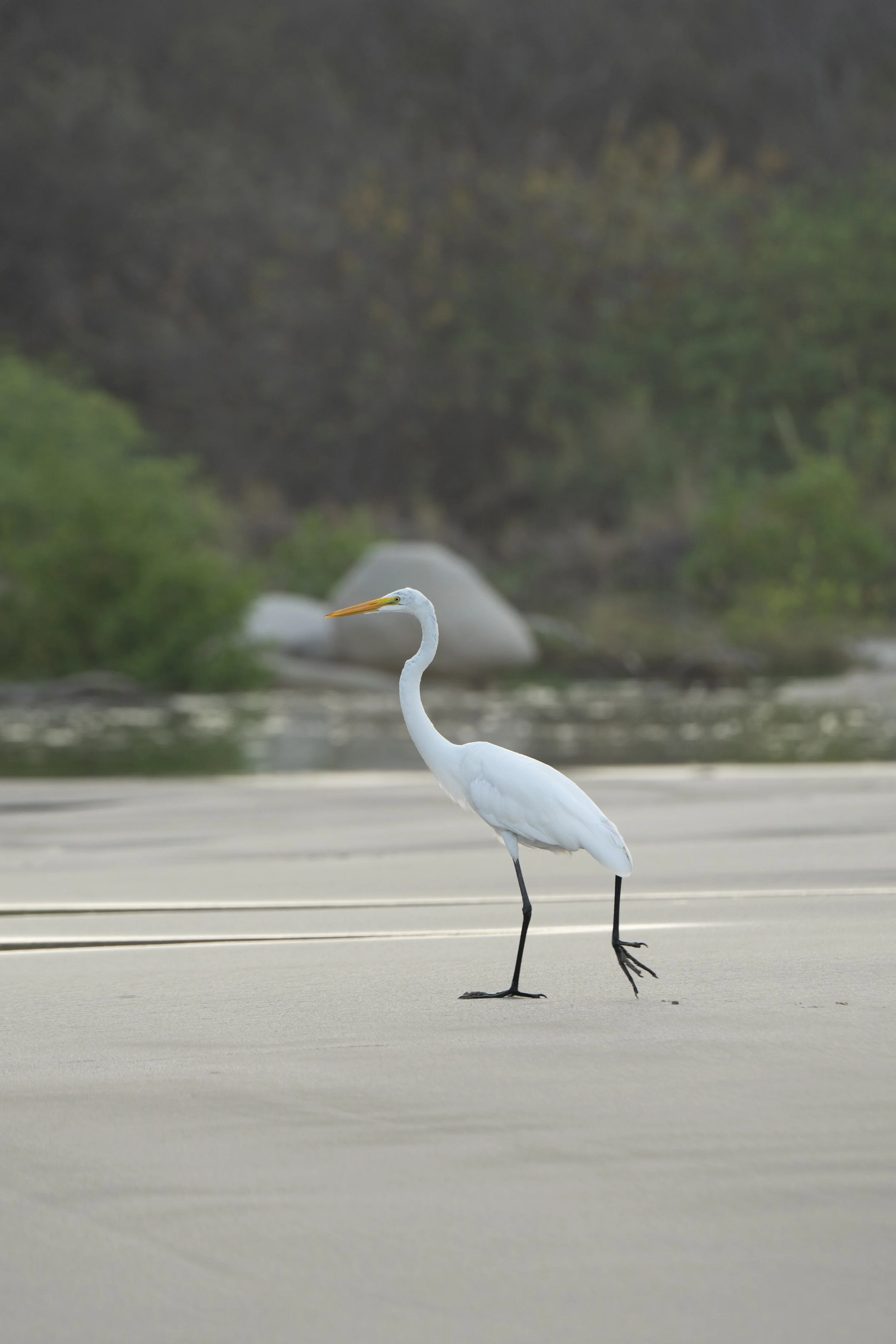 A white heron with a long neck, yellow beak, and black legs walking on a flat surface with a blurred background of greenery and rocks.