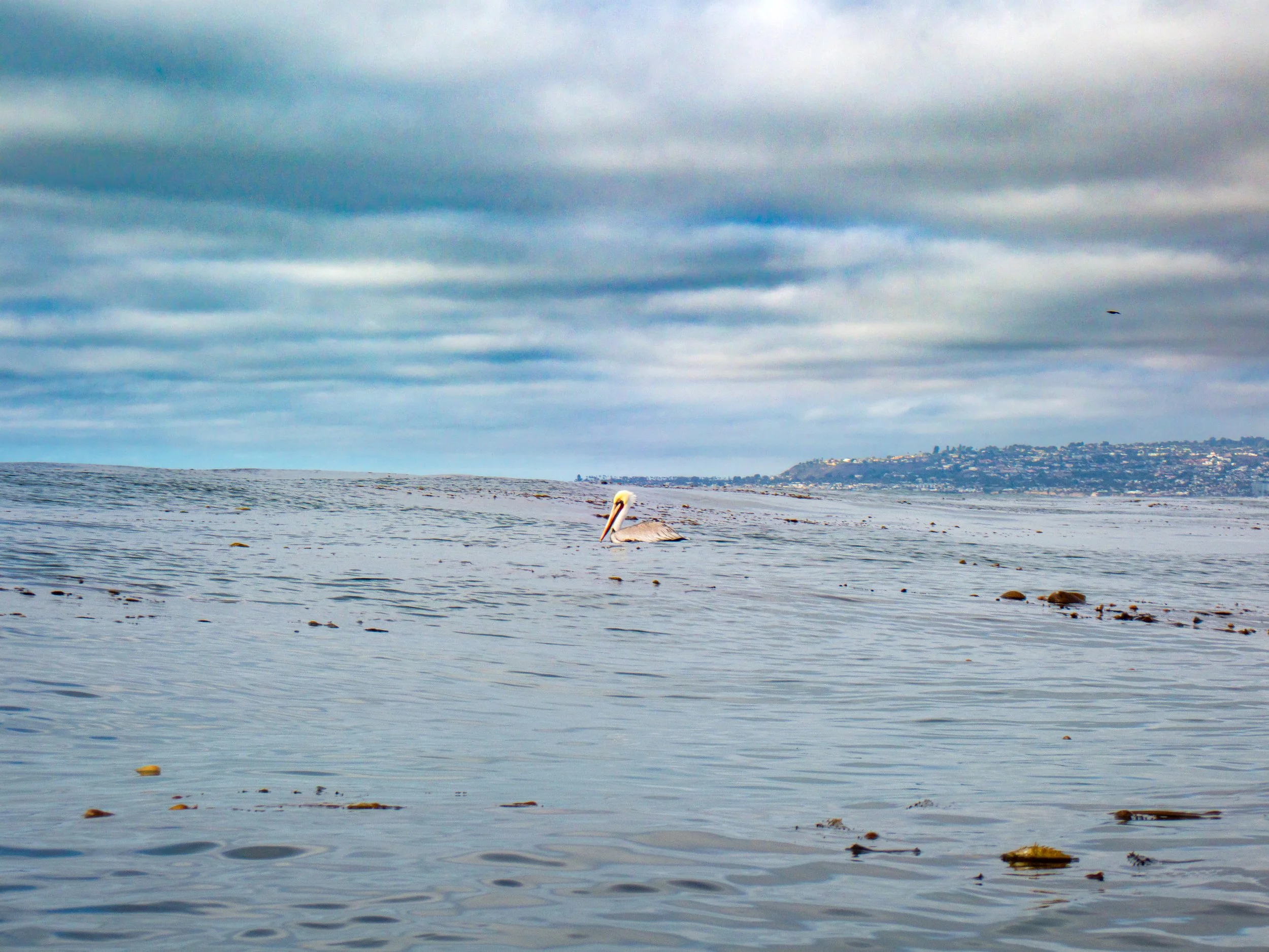 Pelican floating on ocean water with a cityscape in the distance, under a cloudy sky.