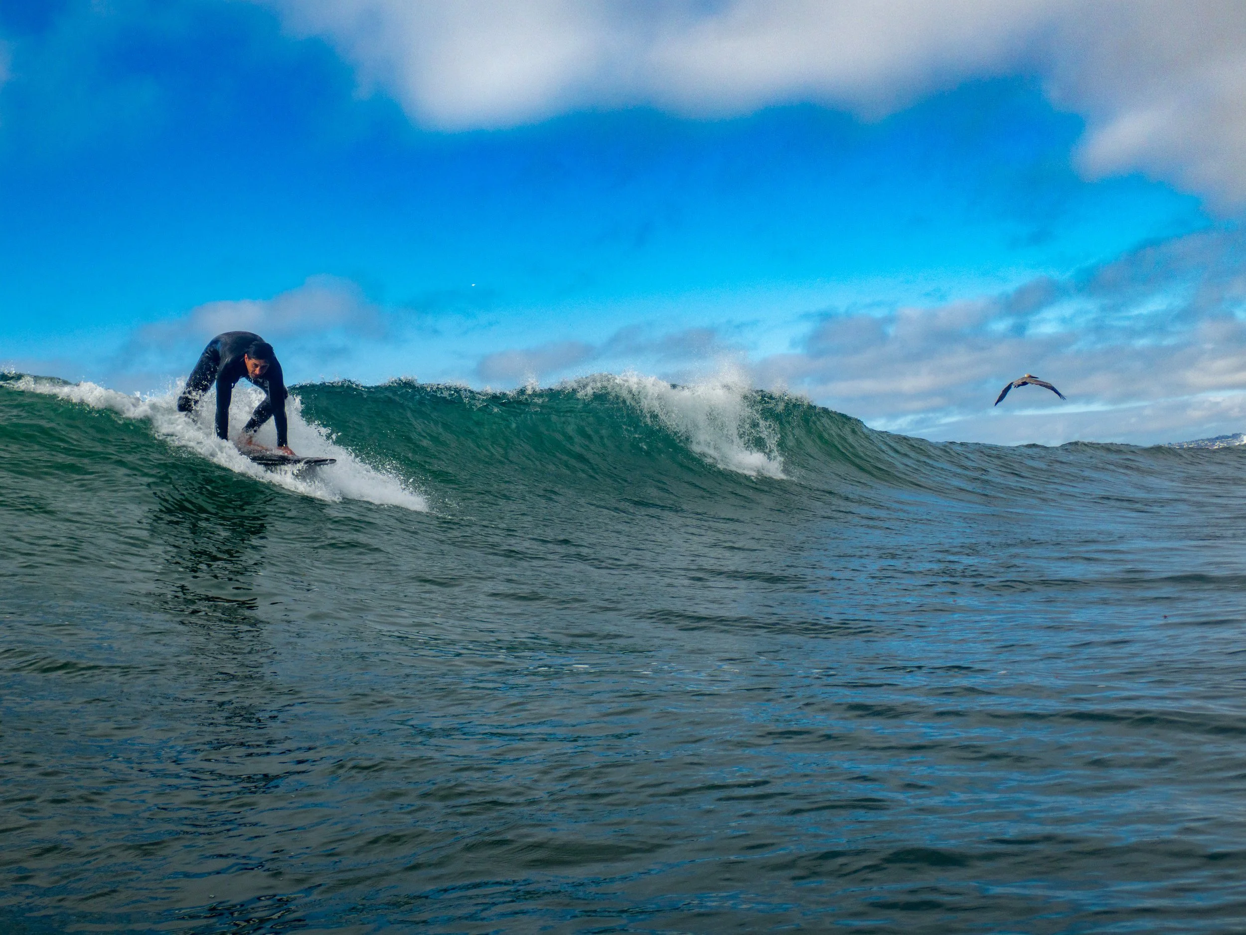 A person surfing on a small wave in the ocean with a seagull flying in the sky.