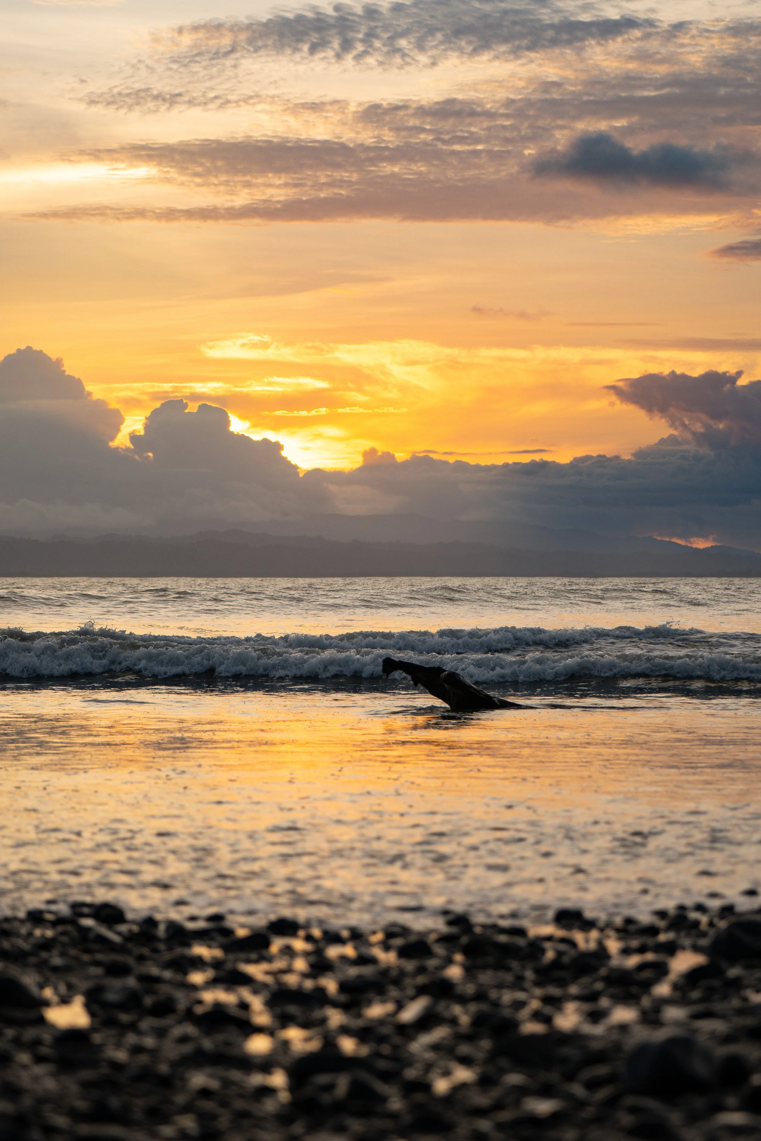 A beach scene at sunset with a cloudy sky, calm waves, and a piece of driftwood on the shore.