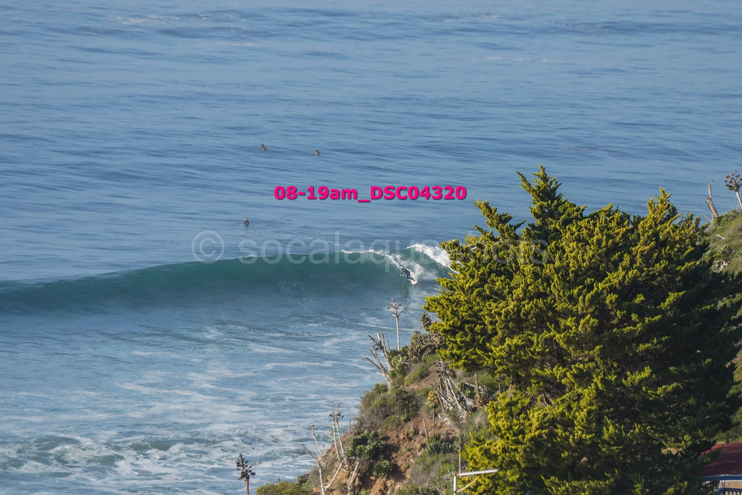 A surfer surfing on a wave near a rocky shoreline with green trees, under a clear sky.