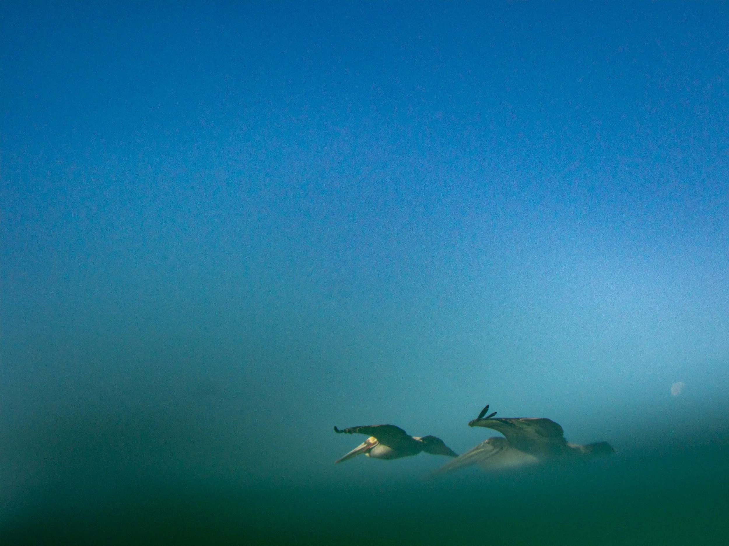 Two pelicans flying low over the water with a foggy atmosphere and a faint moon in the background.
