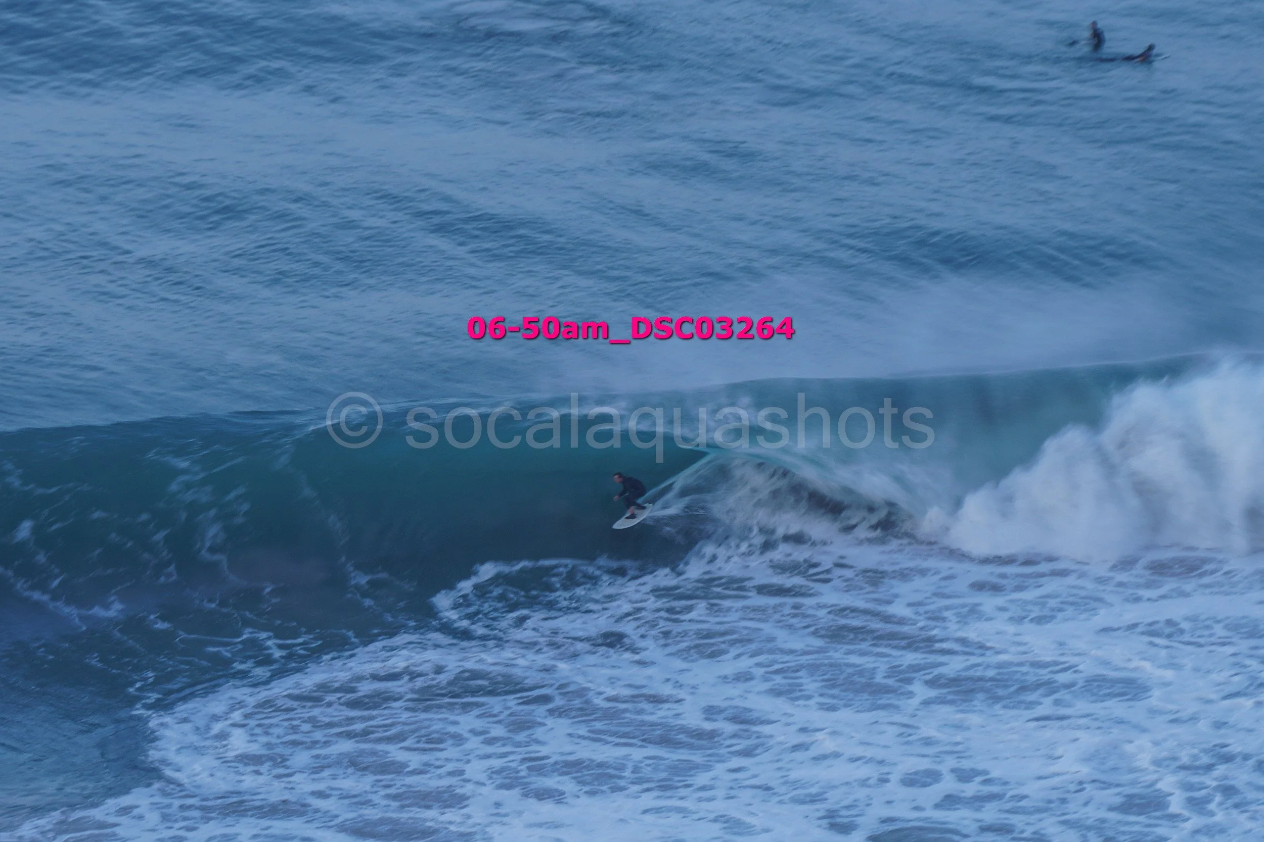 A person surfing on a wave in the ocean with two dolphins visible in the water nearby.