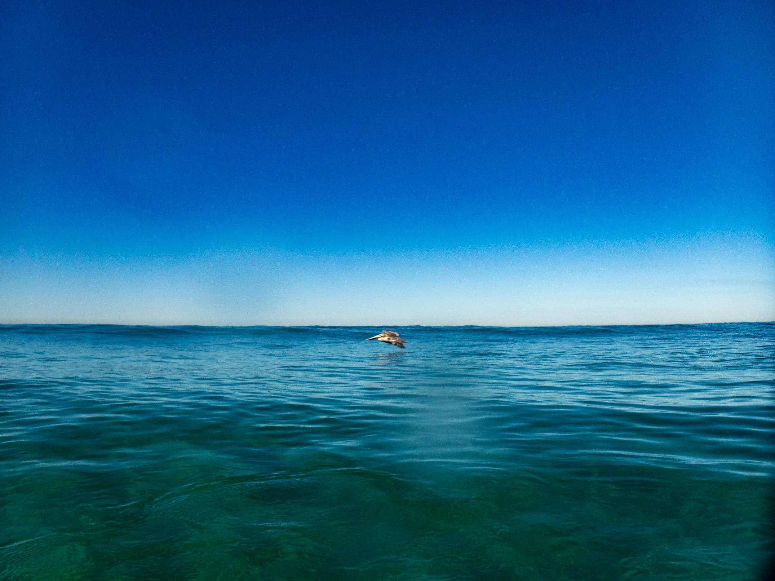 A calm ocean with a bird flying over the water under a clear blue sky.