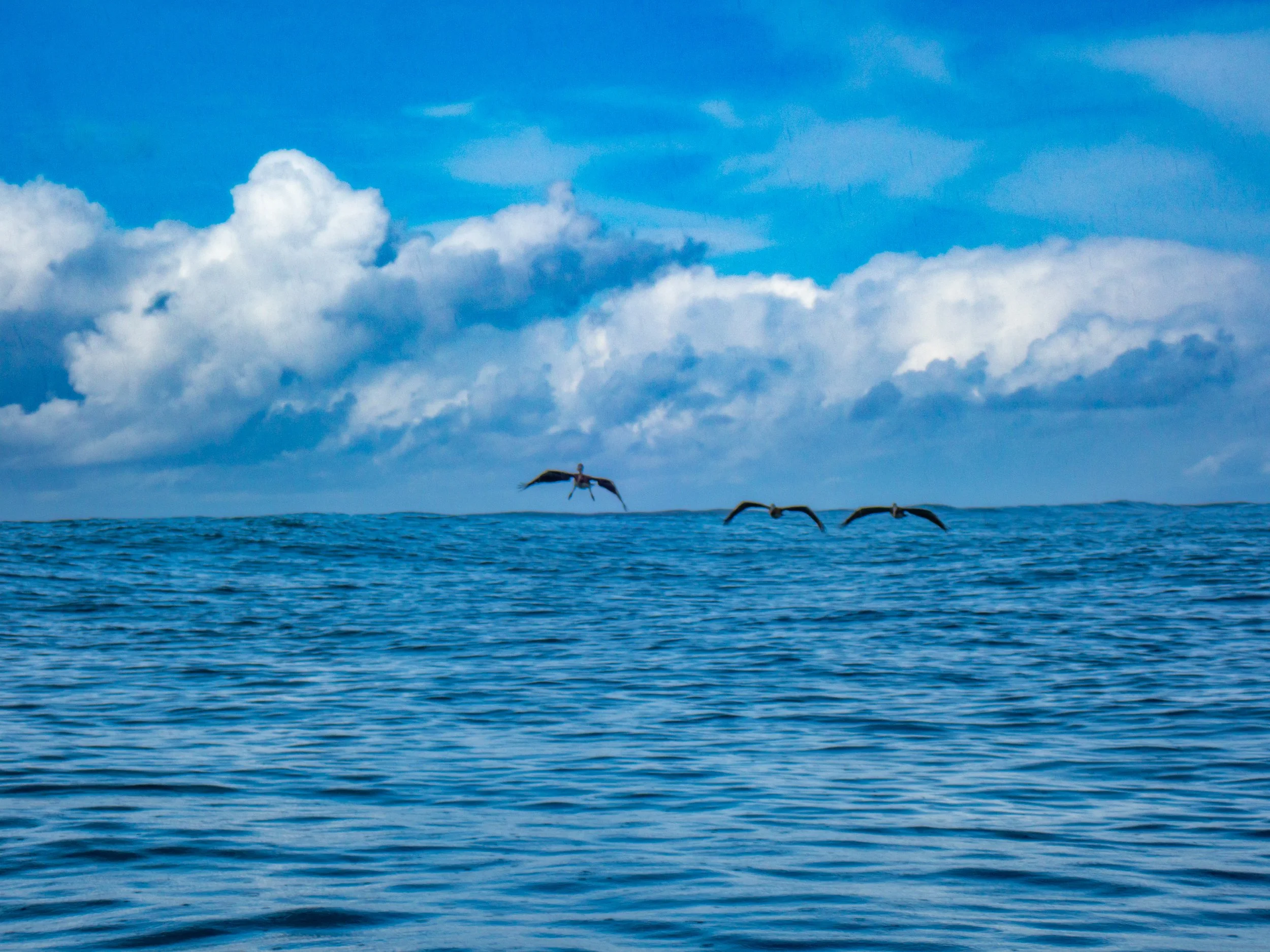Four seabirds flying over the ocean with cloudy sky in the background.
