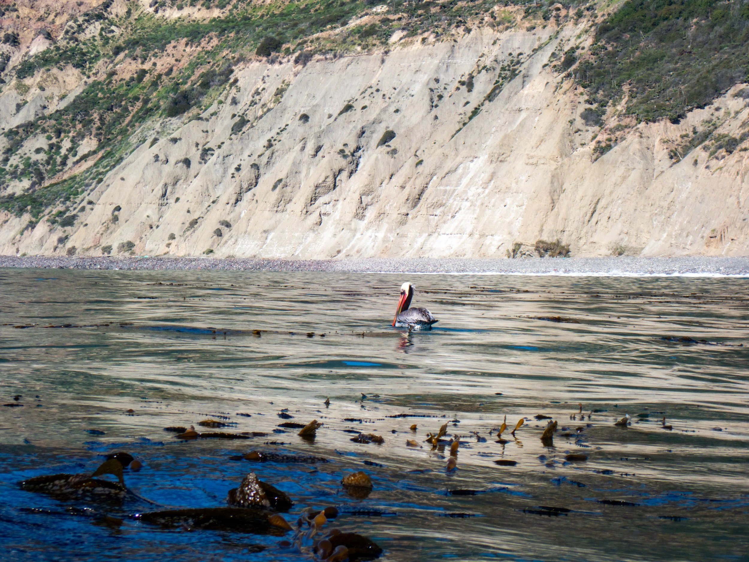 A pelican floating on calm water near a rocky shoreline with a steep, white chalk cliff in the background.