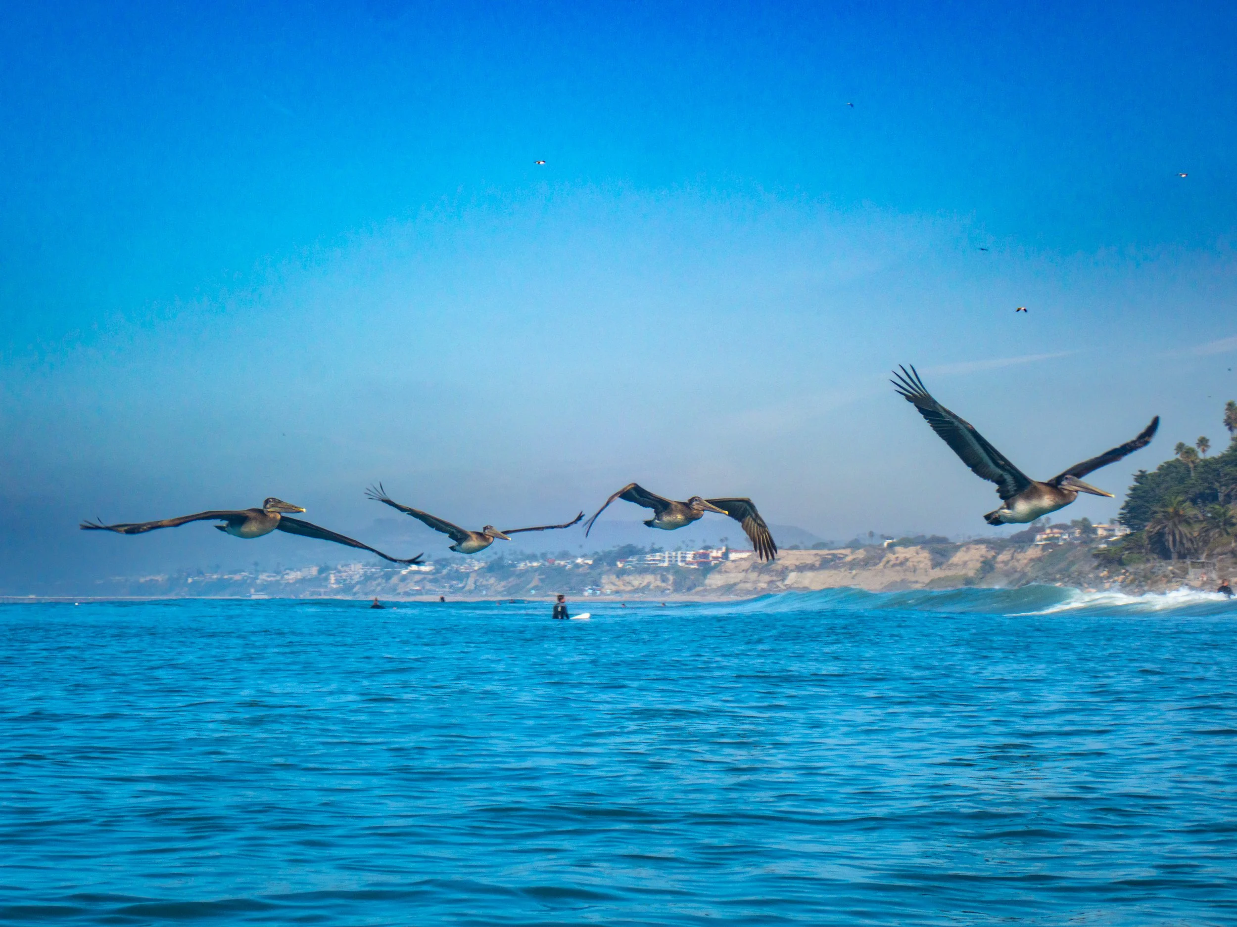 Four pelicans flying over the ocean with a coastline and buildings in the distance.