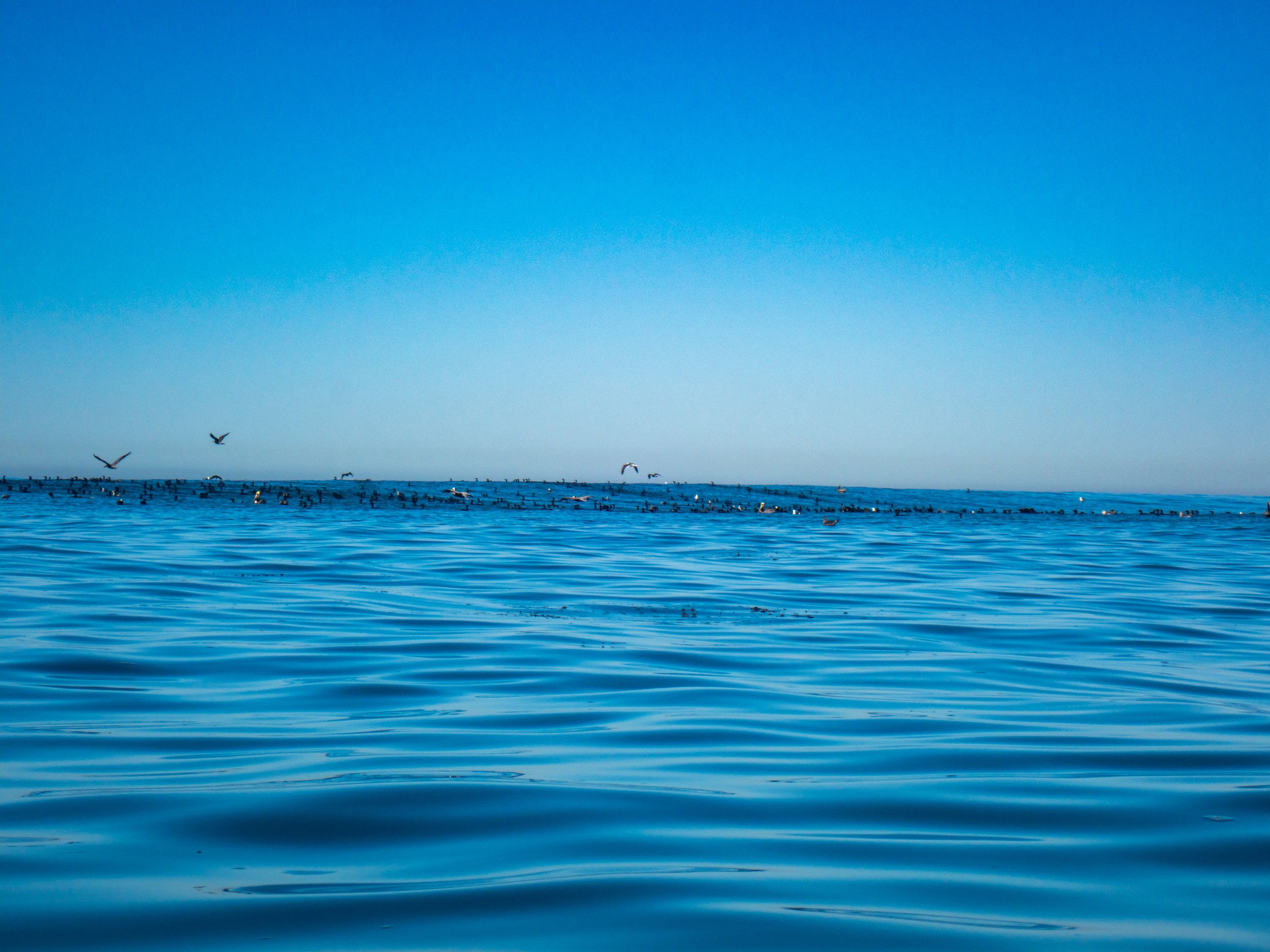 Open ocean with a flock of seabirds flying above the water and floating on the surface, under a clear blue sky.