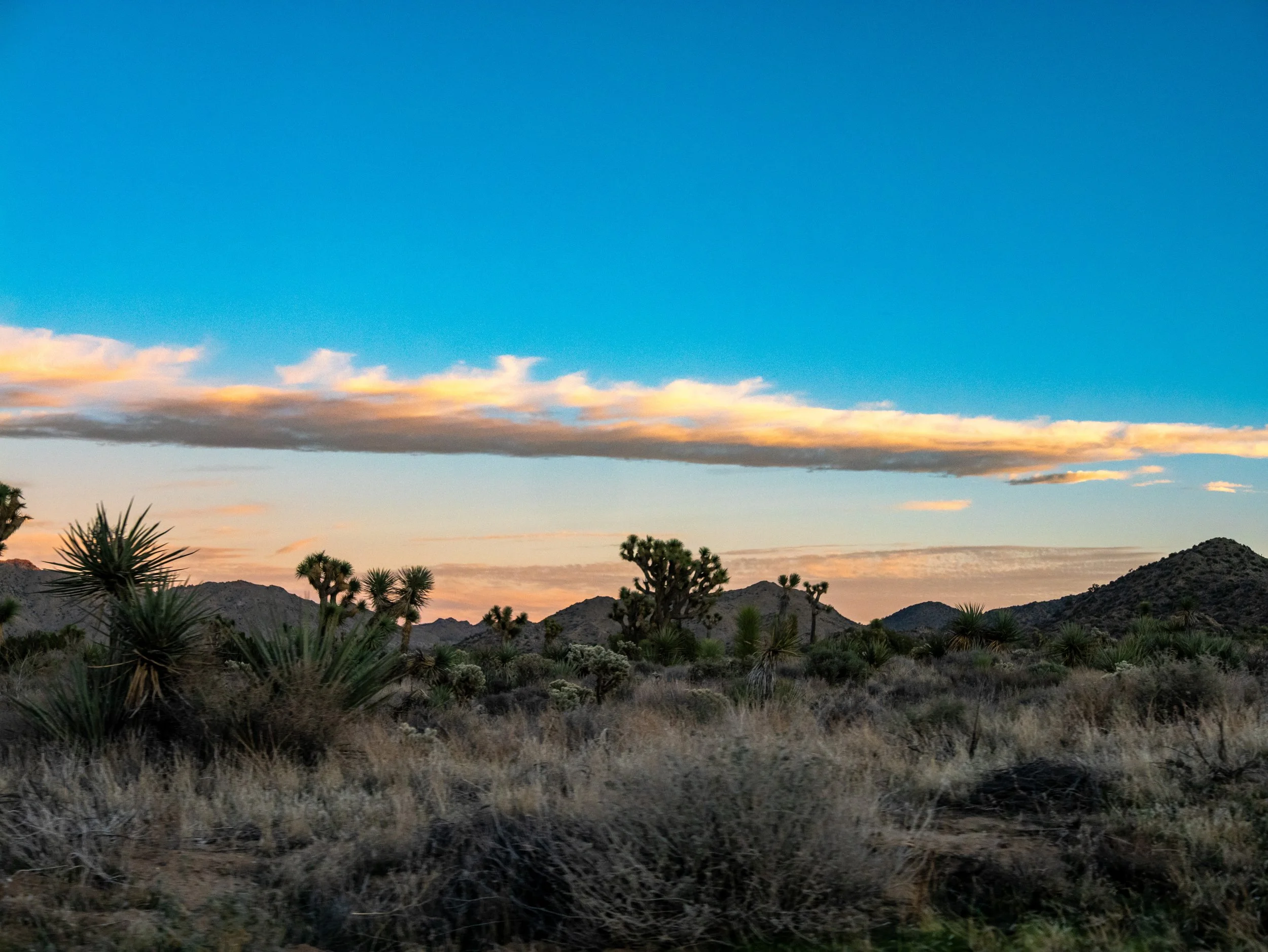 Desert landscape with Joshua trees and dry shrubs, mountains in the distance, and a colorful sky with clouds at sunset or sunrise.