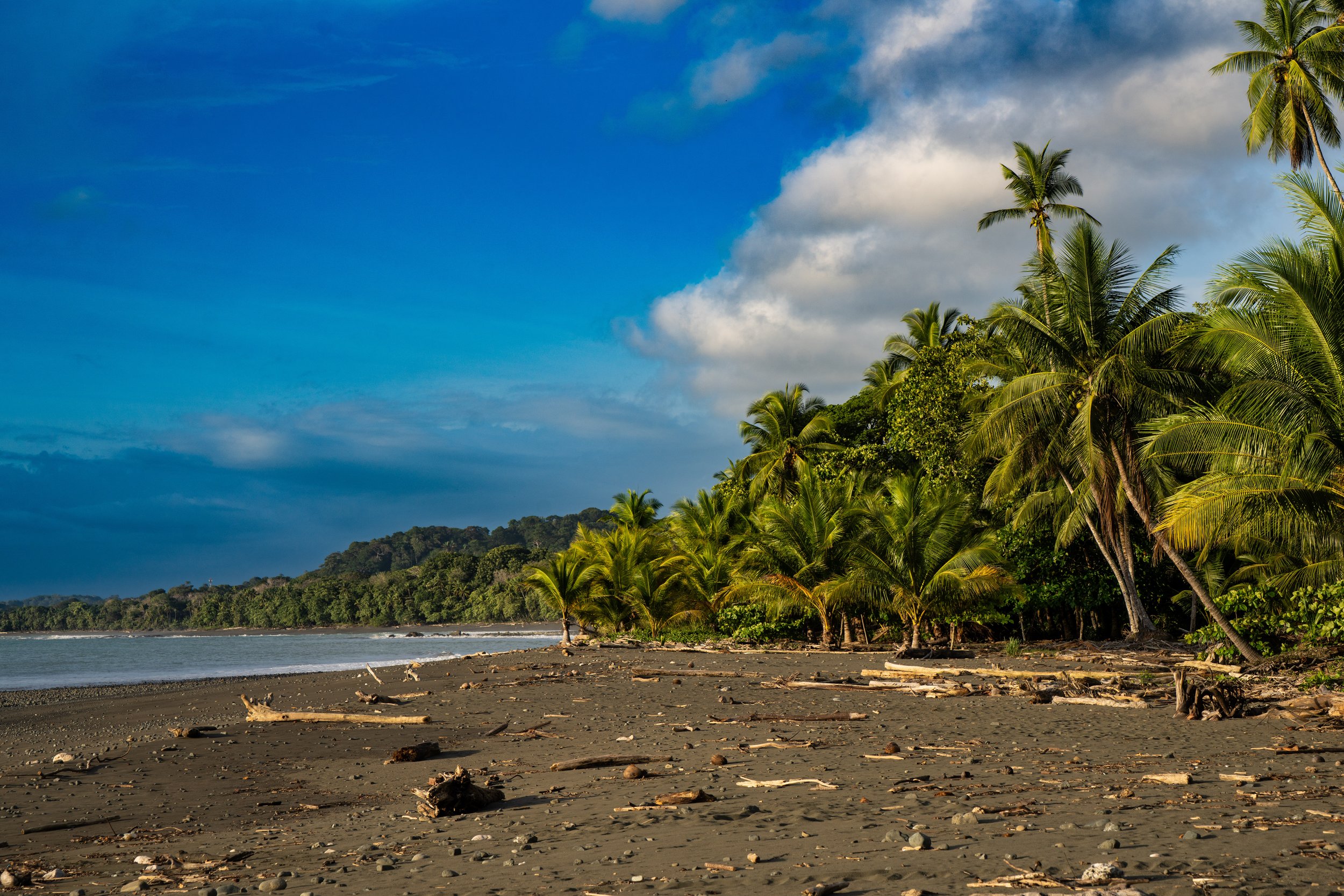 A tropical beach with a dark sandy shoreline, scattered driftwood, a line of tall palm trees, a forested hill in the background, and a blue sky with some clouds.