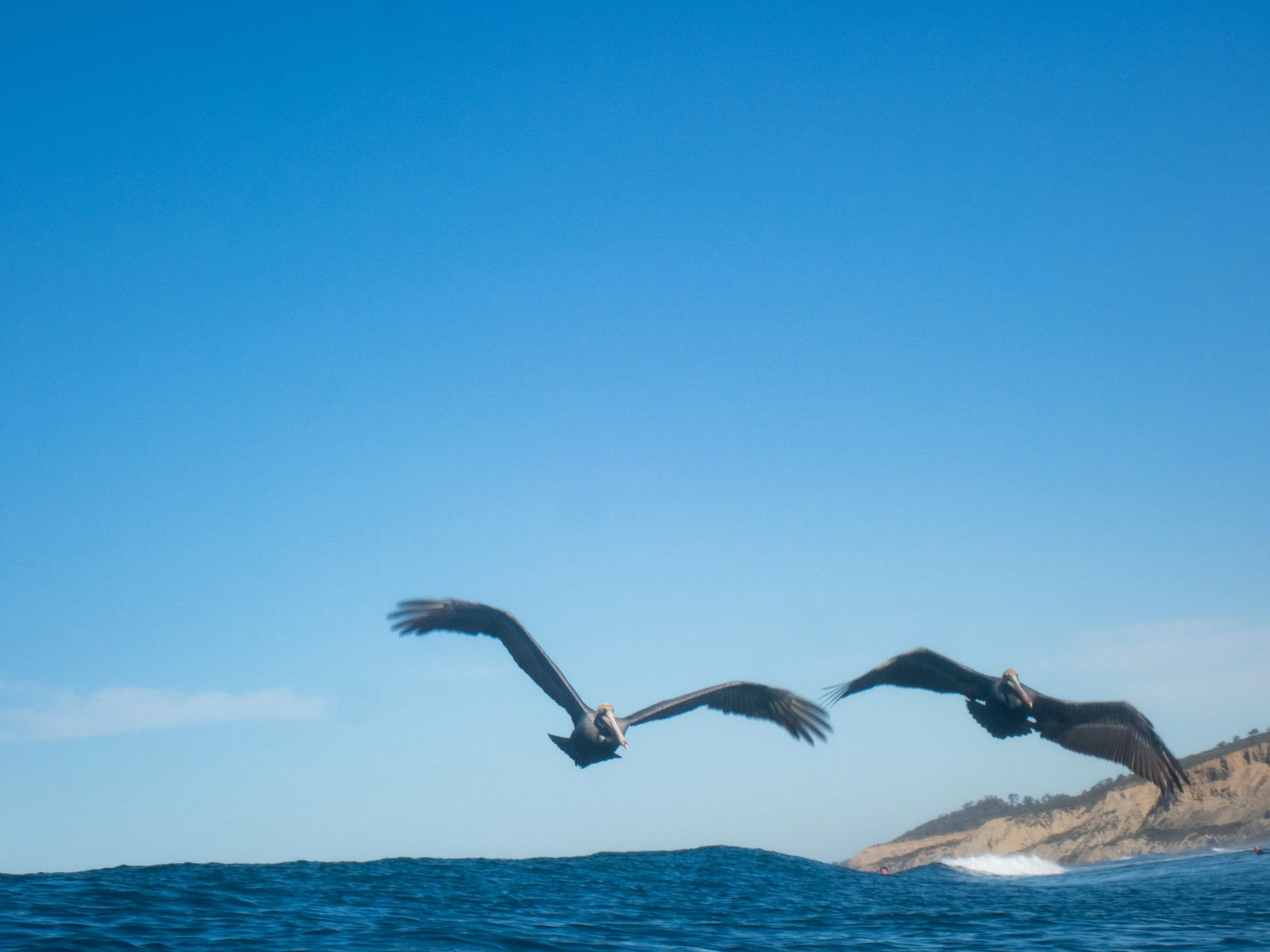 Two pelicans flying over the ocean with a rocky coastline in the background.