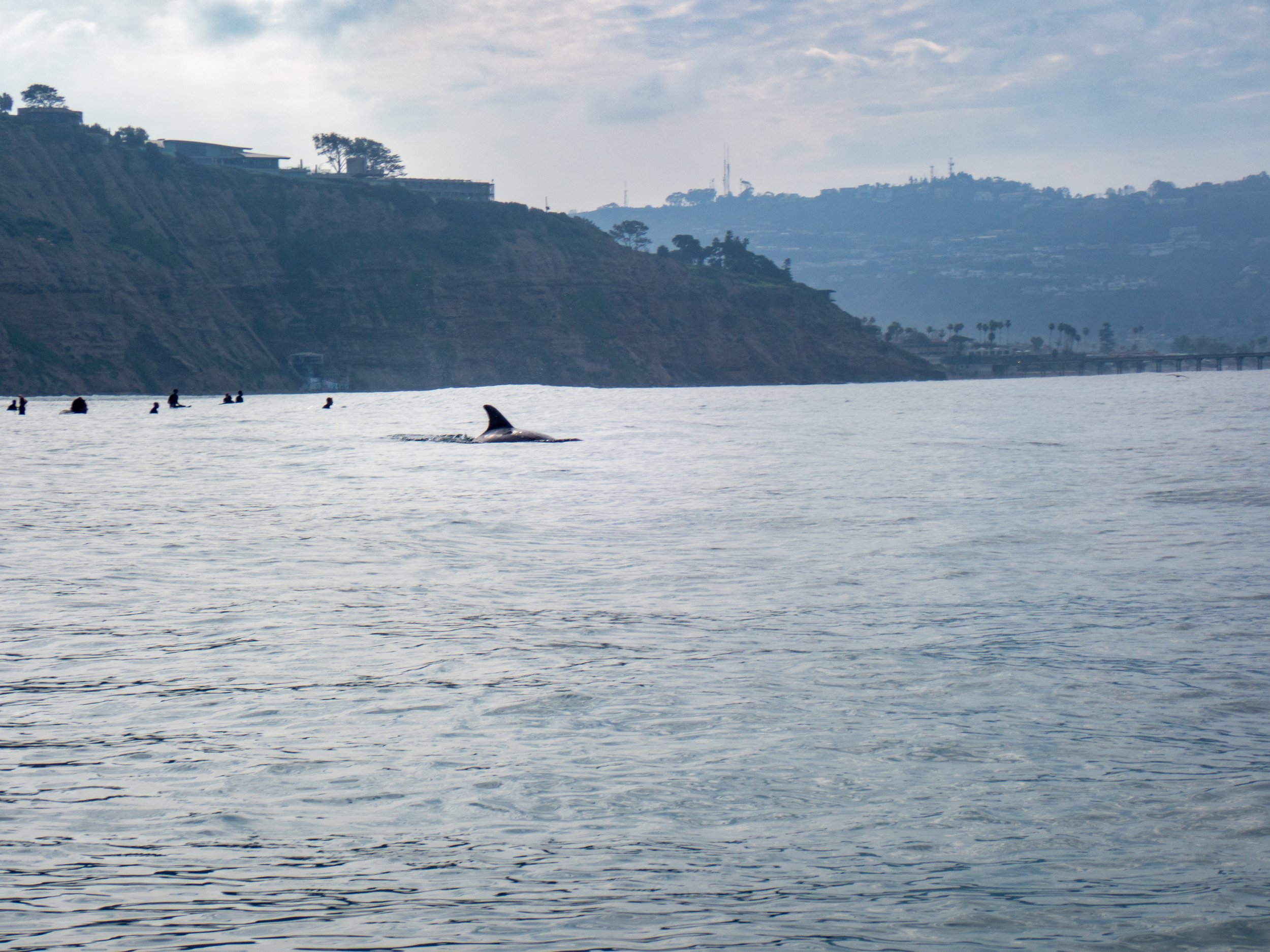 An orca whale swimming near paddleboarders and kayakers on the ocean, with cliffs and buildings in the background.