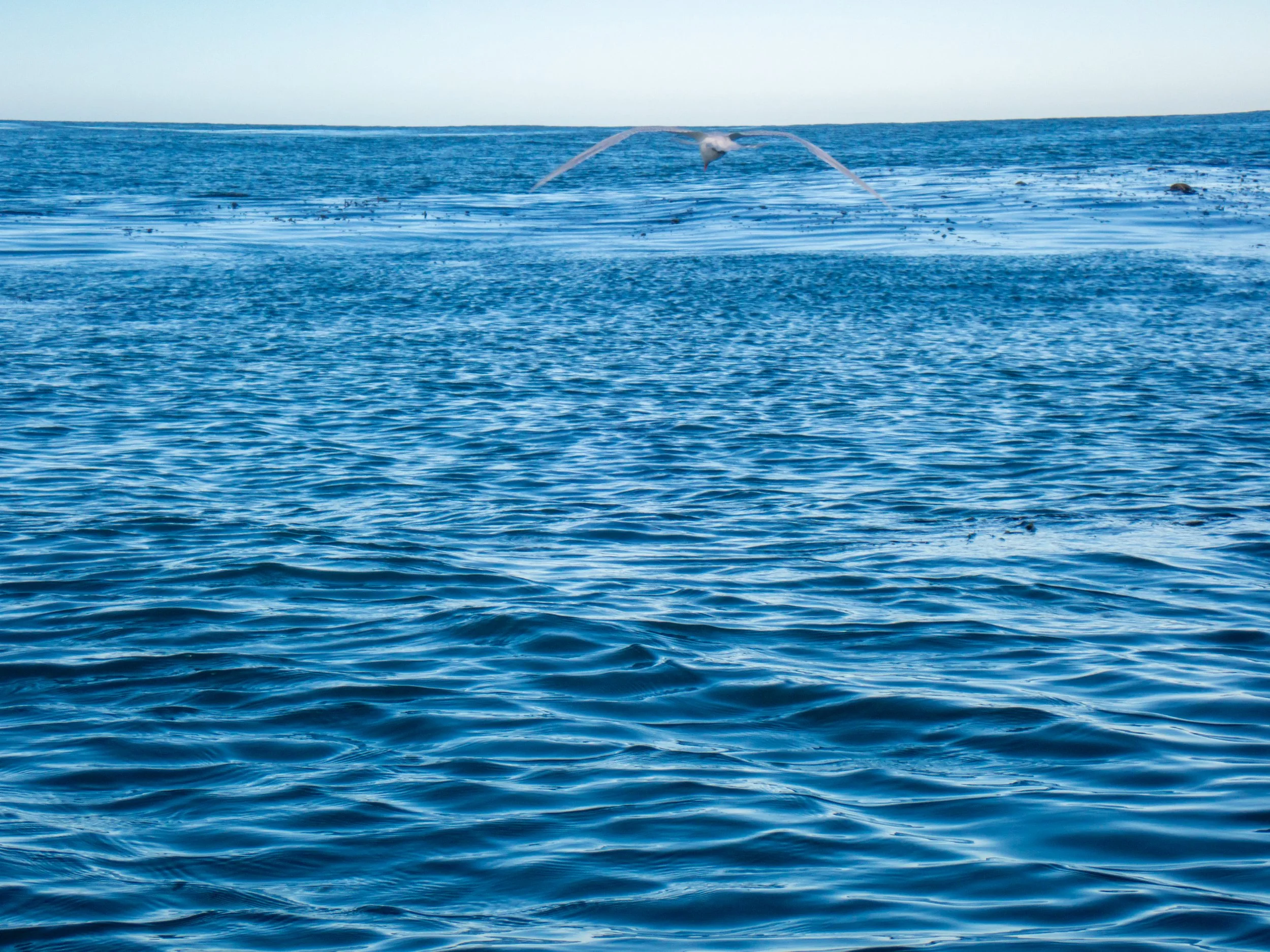 Open ocean with a bird flying above the water, showing a blue sky in the background.