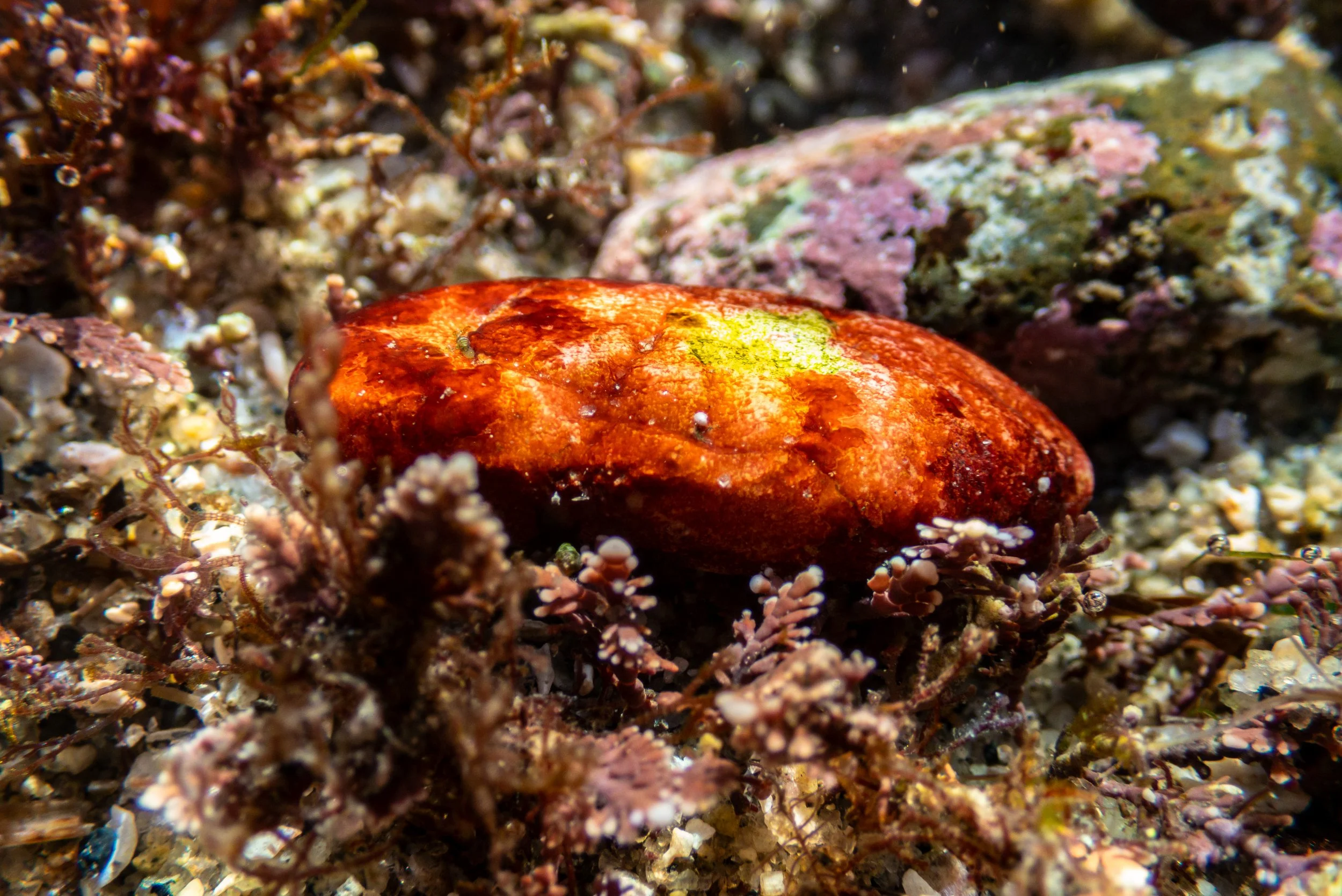 A close-up of a reddish-orange sea star resting on the ocean floor amid small rocks, sand, and marine vegetation.