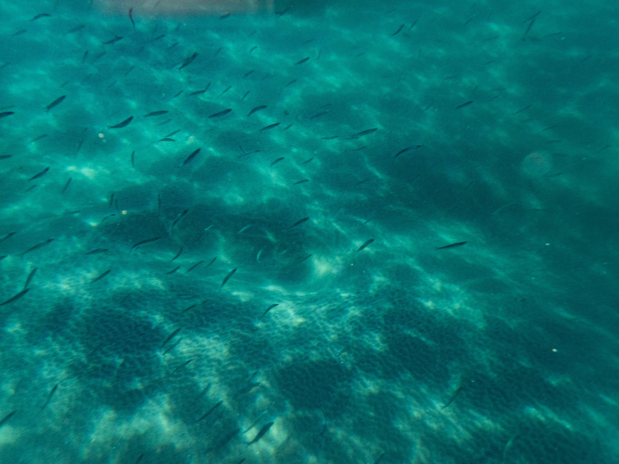 Underwater scene with numerous small fish swimming over a coral reef or seabed.