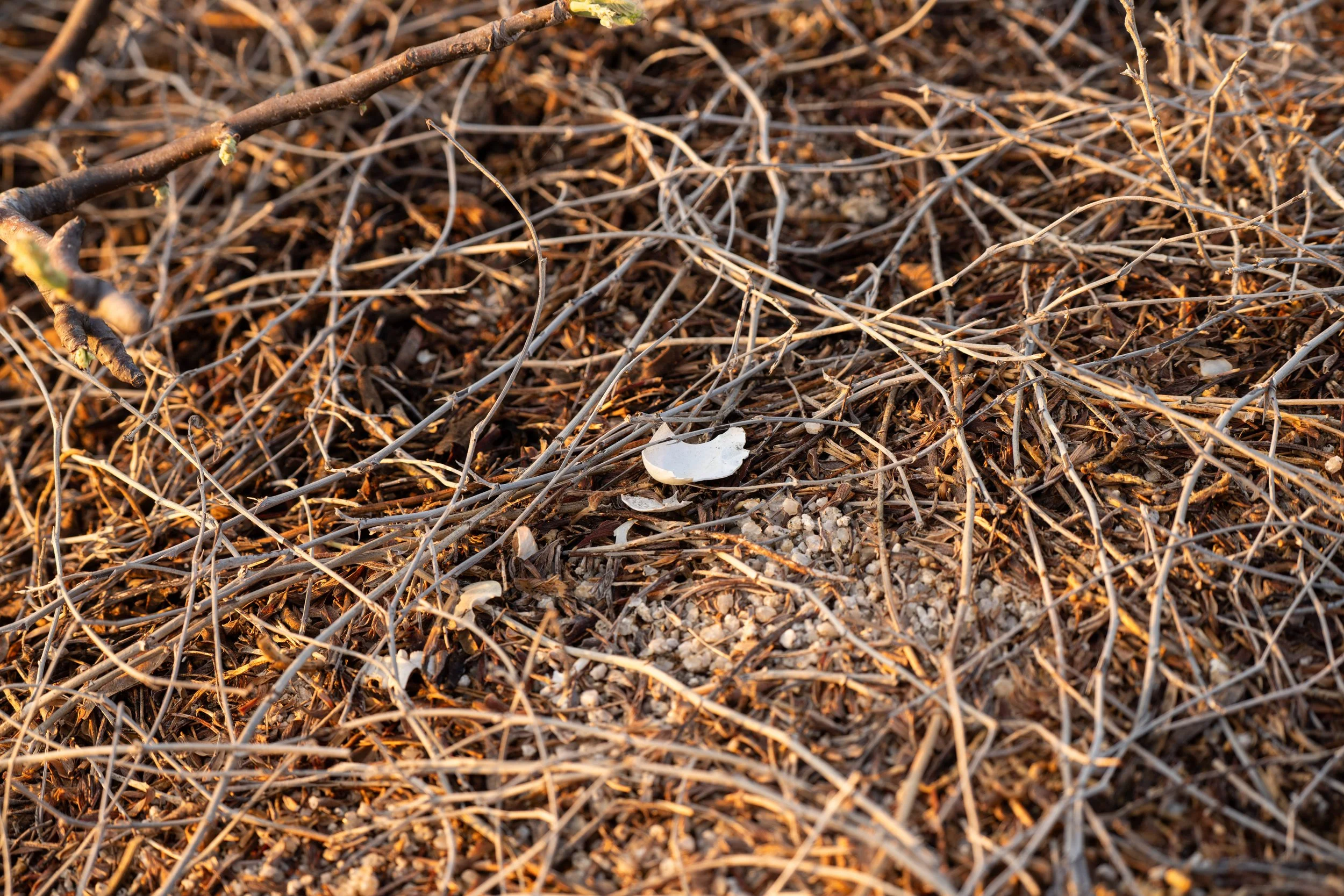 A close-up of dry twigs and small branches scattered on the ground, with some sunlight casting a warm glow.