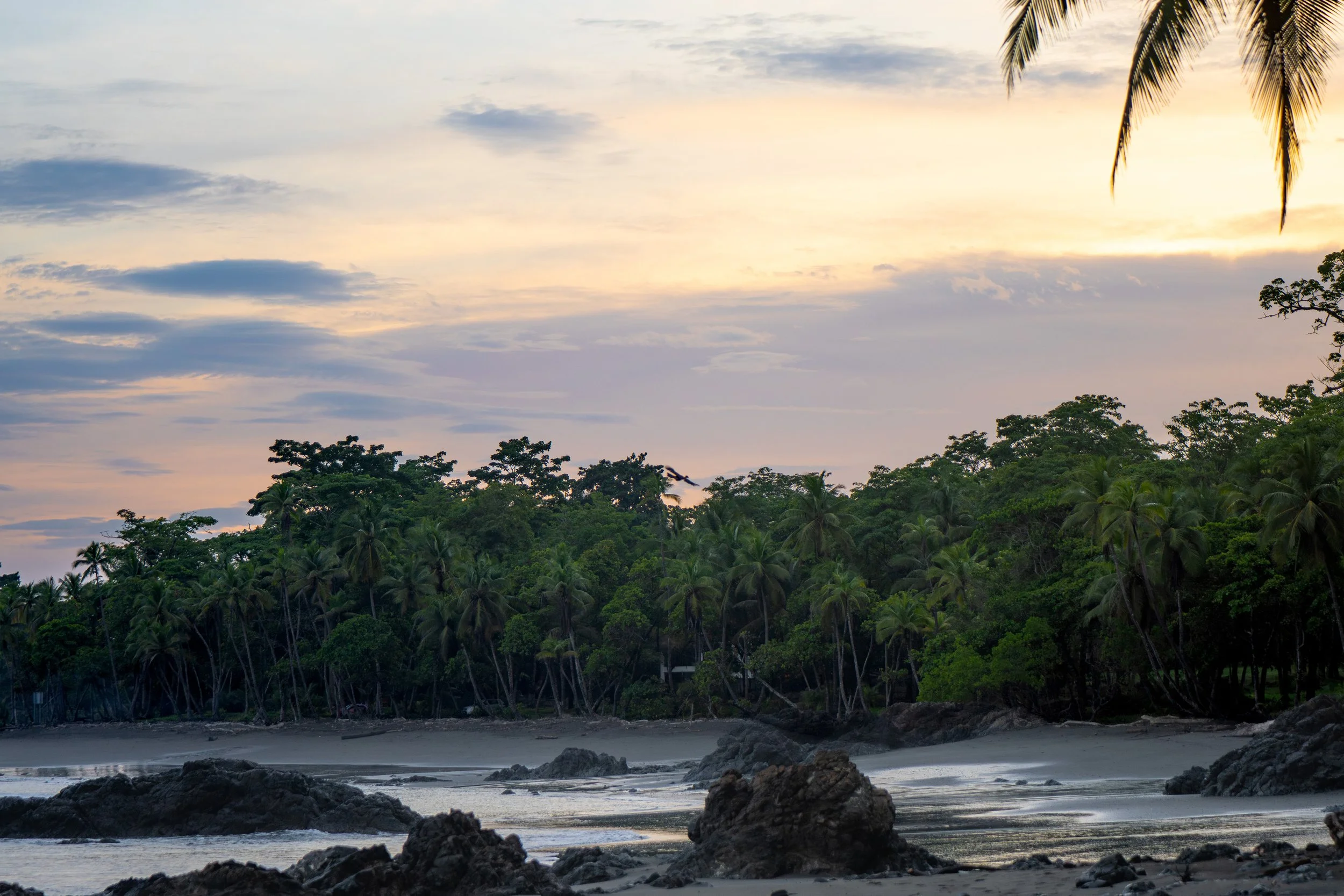 Tropical beach with rocky shoreline, calm water, dense forest of palm trees and other tropical plants, and a partly cloudy sky during sunset or sunrise.