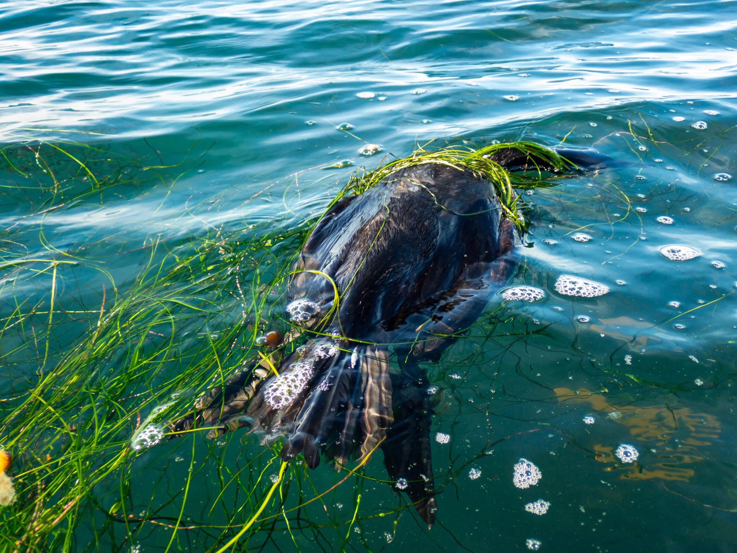 A dead fish floating in water with green aquatic plants around it.
