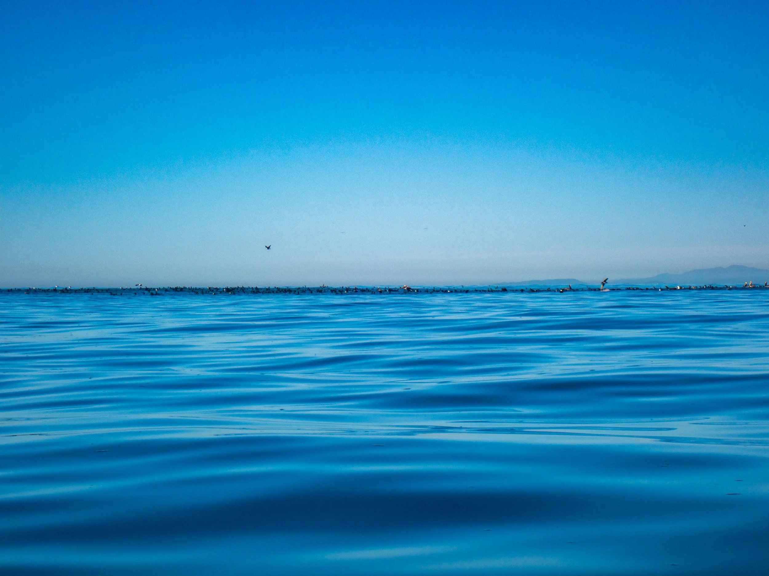 Calm ocean water under a clear blue sky with distant birds flying.