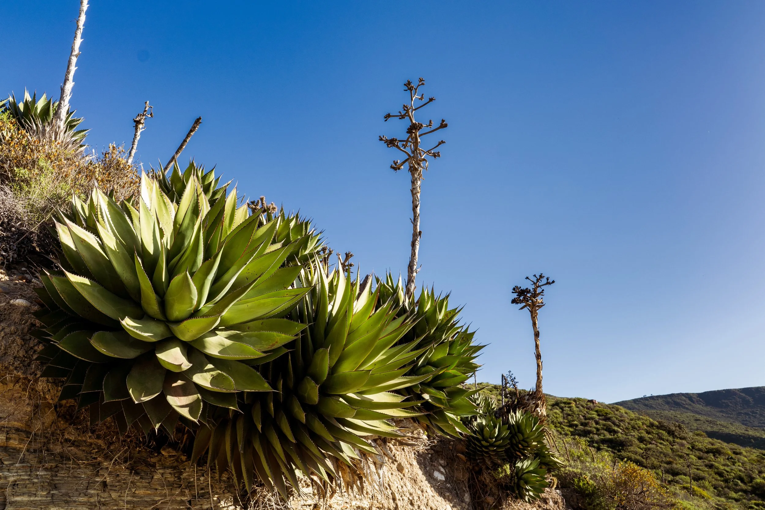 Desert landscape with large succulents and tall, leafless plants against a clear blue sky.
