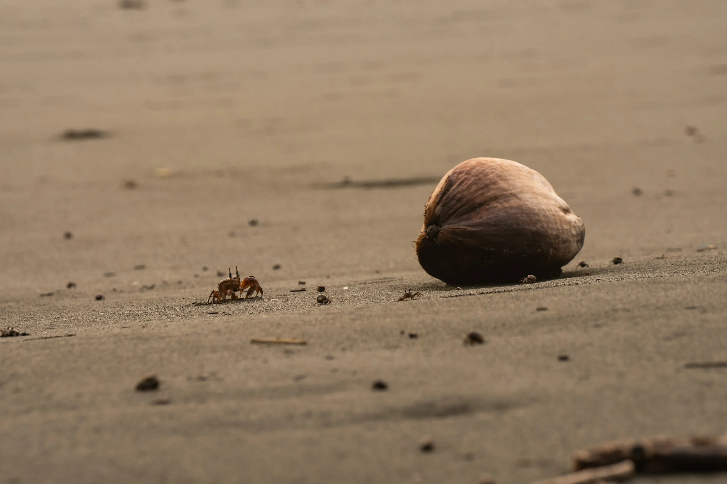 A small crab crawling on sandy beach near a large conch shell.