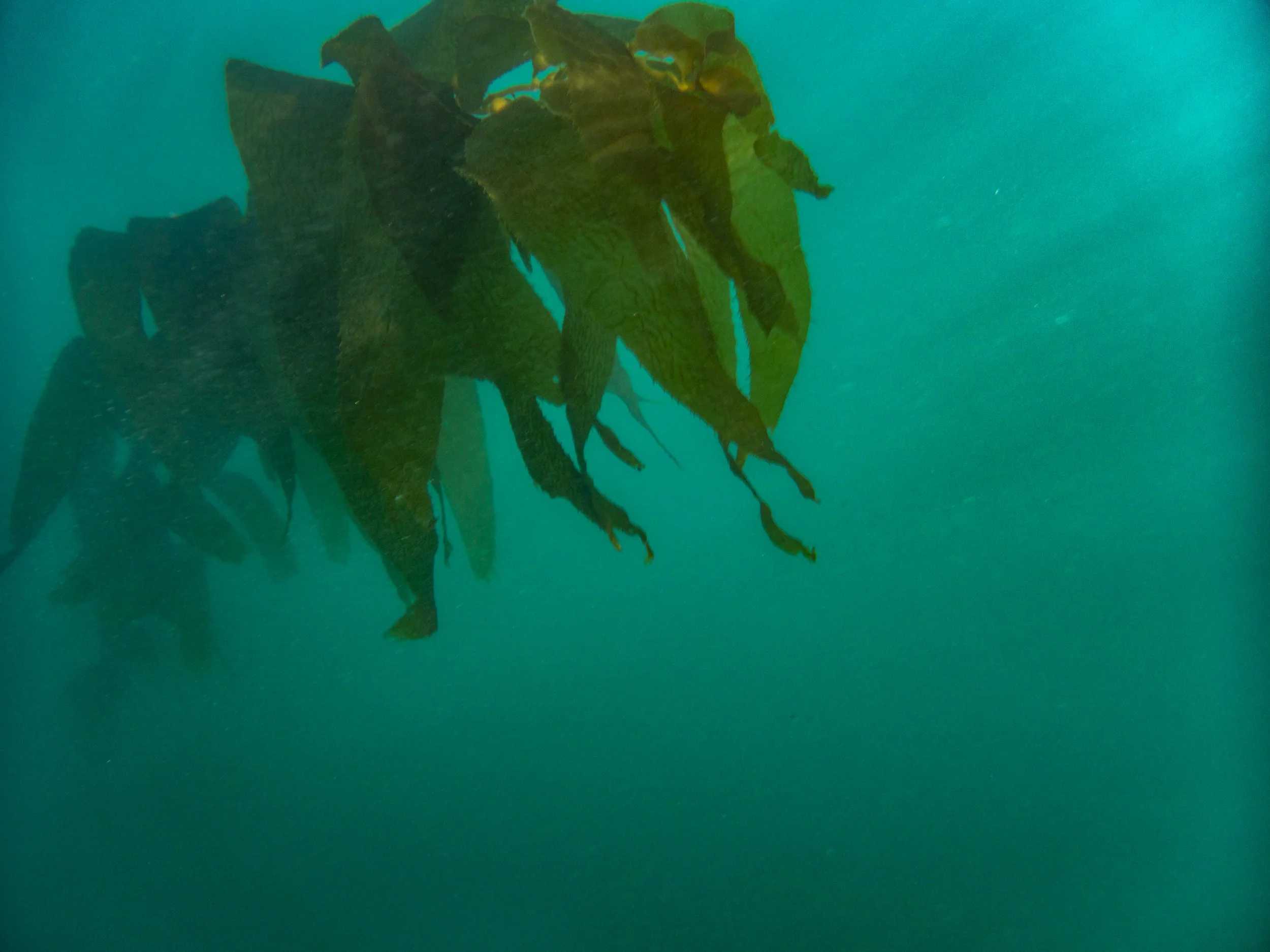 Underwater view of seaweed or kelp swaying in the water.