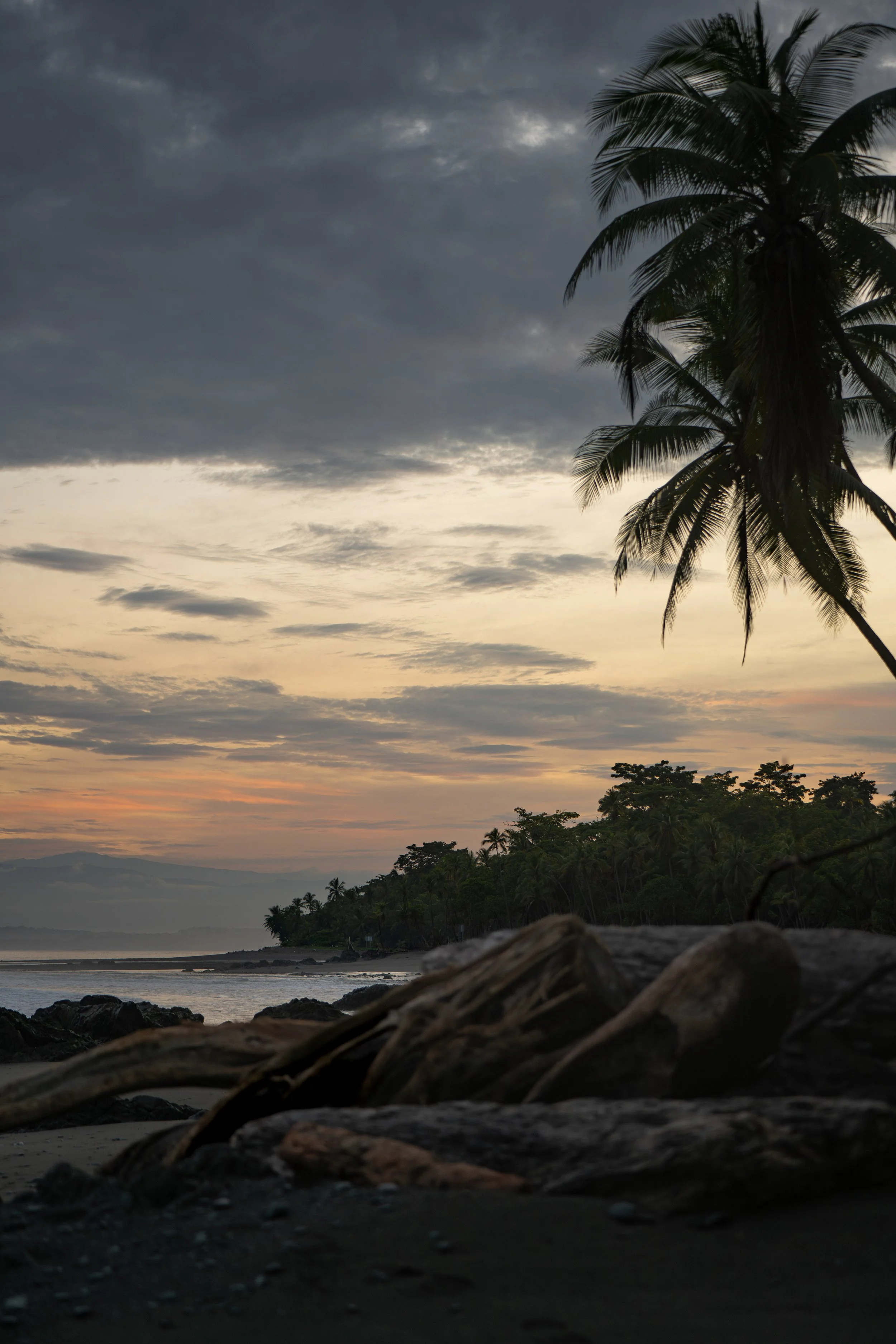 A tropical beach scene at dusk with dark clouds in the sky, palm trees on the right, and rocks and driftwood on the shoreline in the foreground.