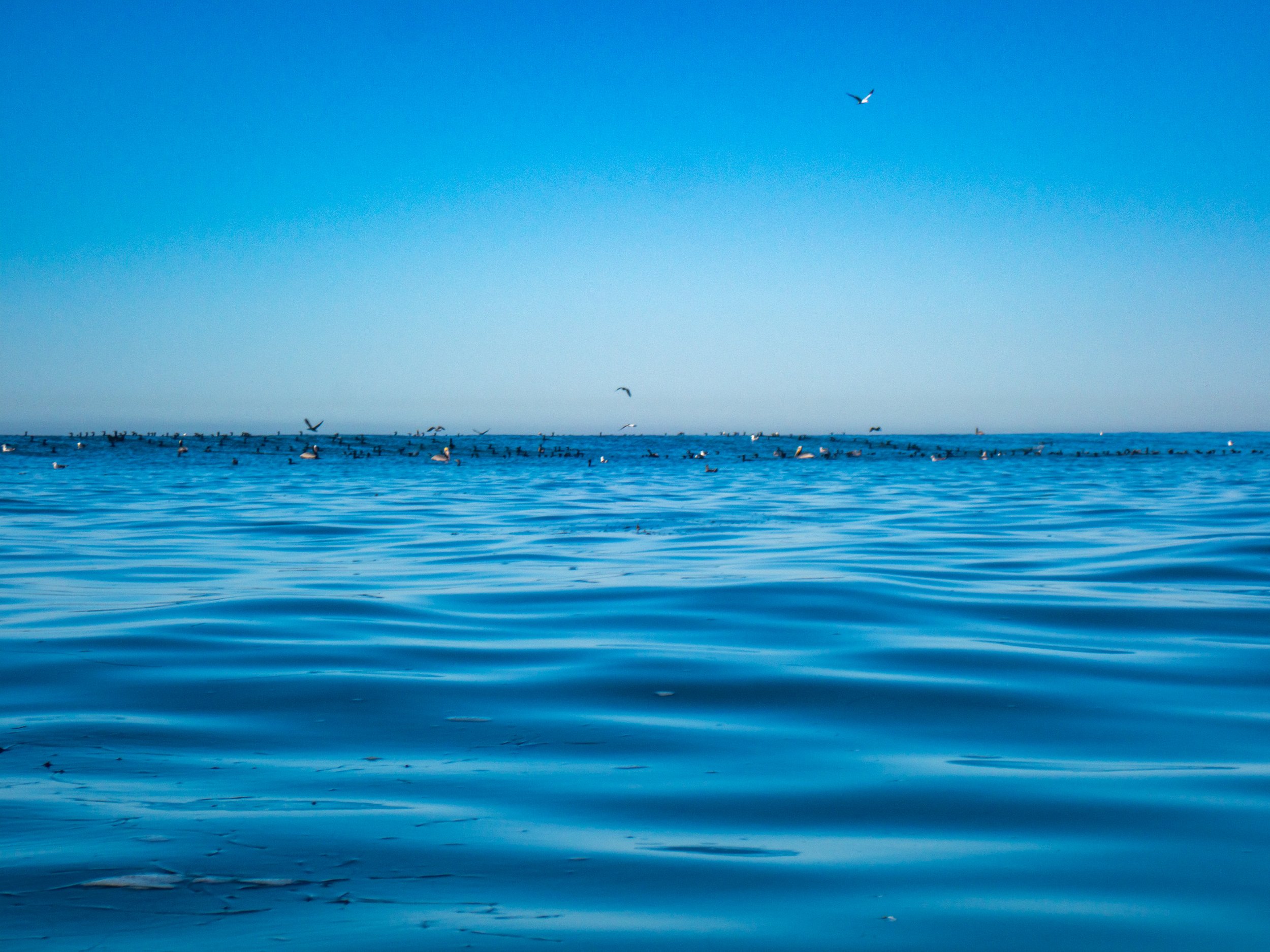 Ocean with numerous seabirds flying and floating on the water under a clear blue sky.