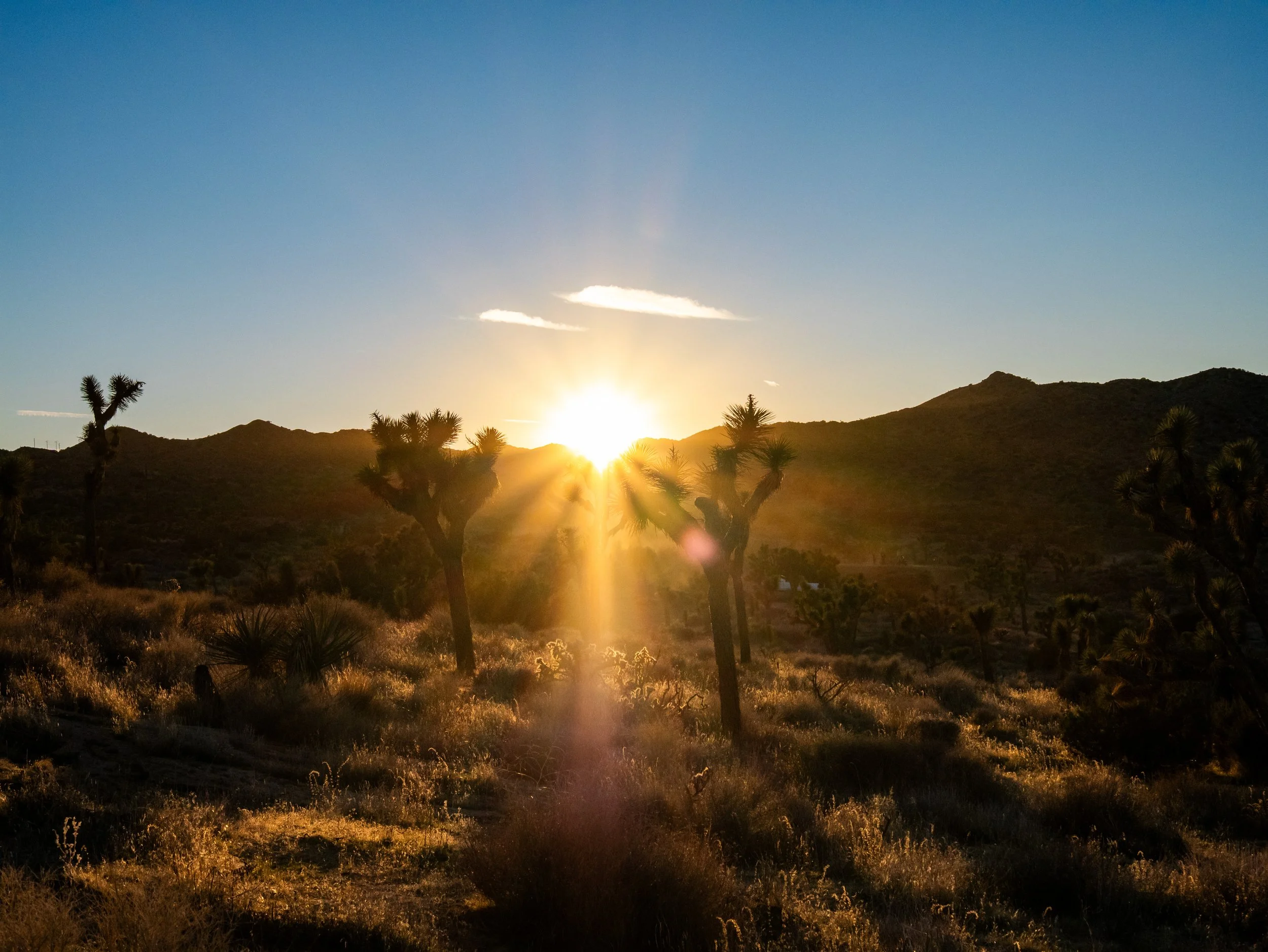 Sunset over a desert landscape with Joshua trees and rolling hills.