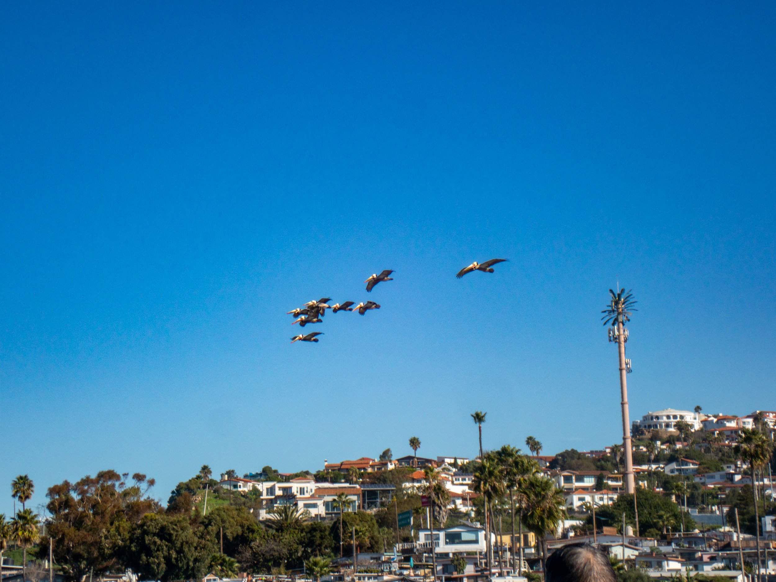 A flock of pelicans flying over a hilly residential area with palm trees and a tall utility pole against a clear blue sky.