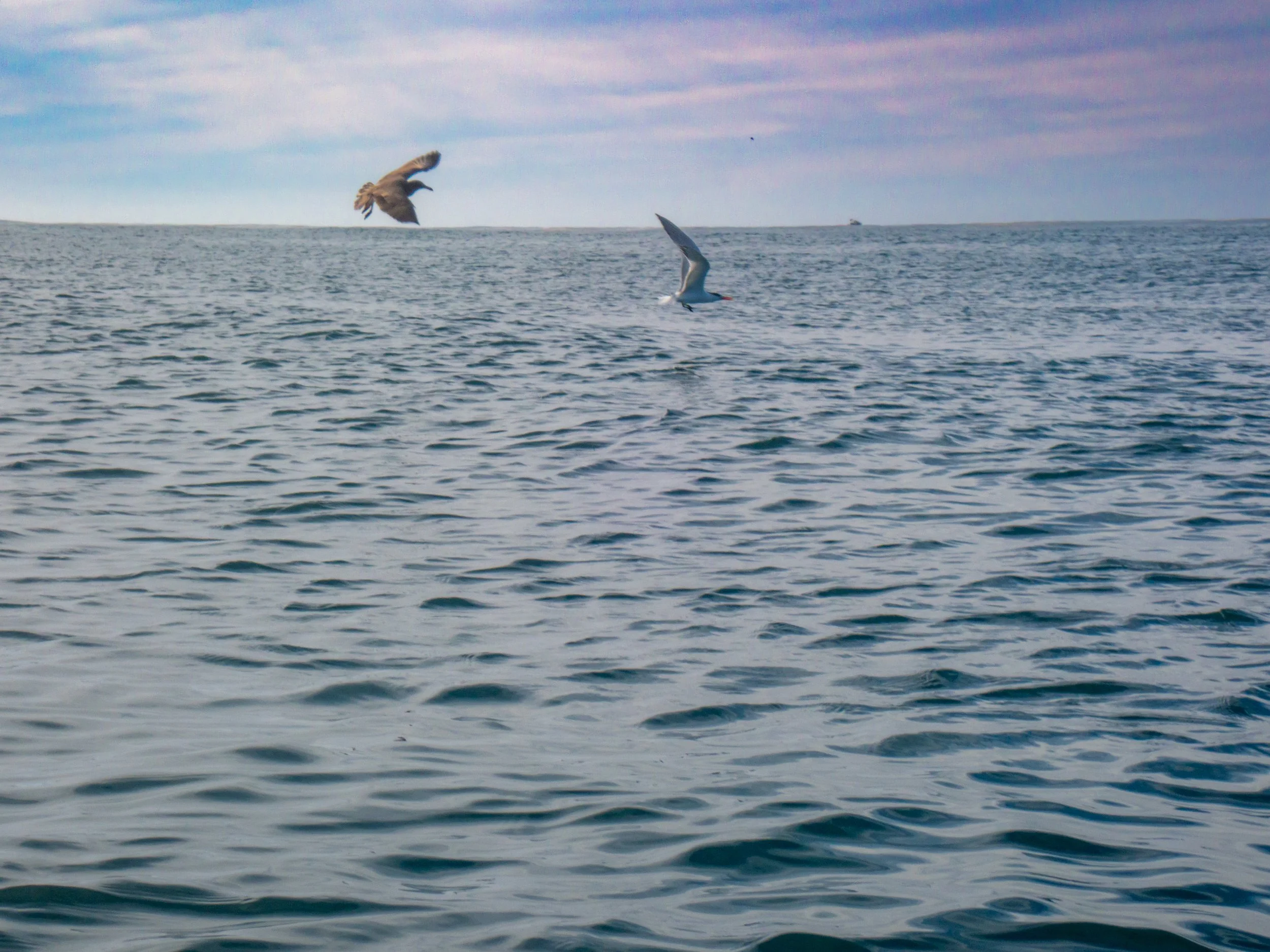 Seagulls flying over a body of water with a boat visible in the distance on the horizon.