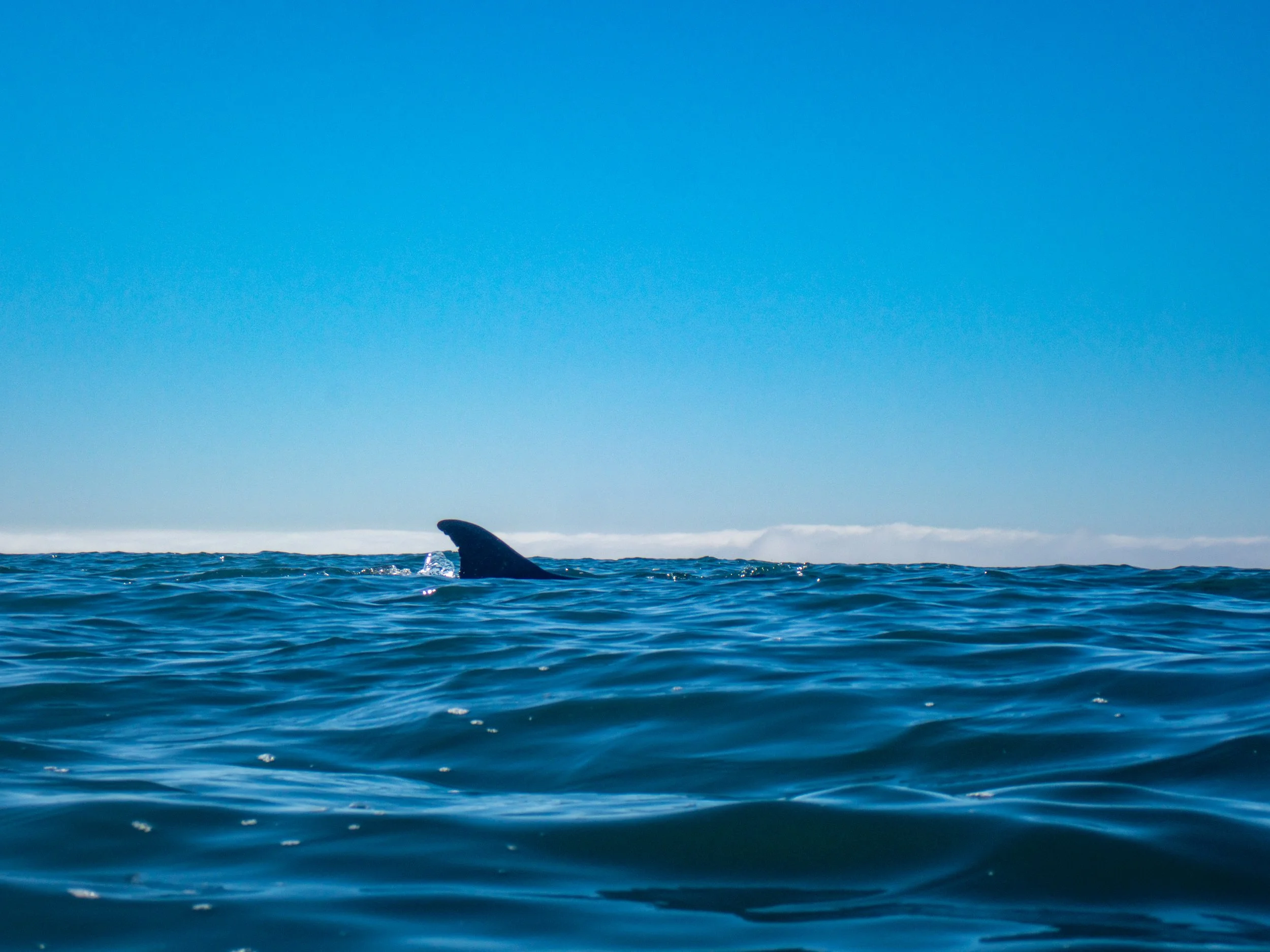 A whale fin emerging from the ocean surface with blue sky.