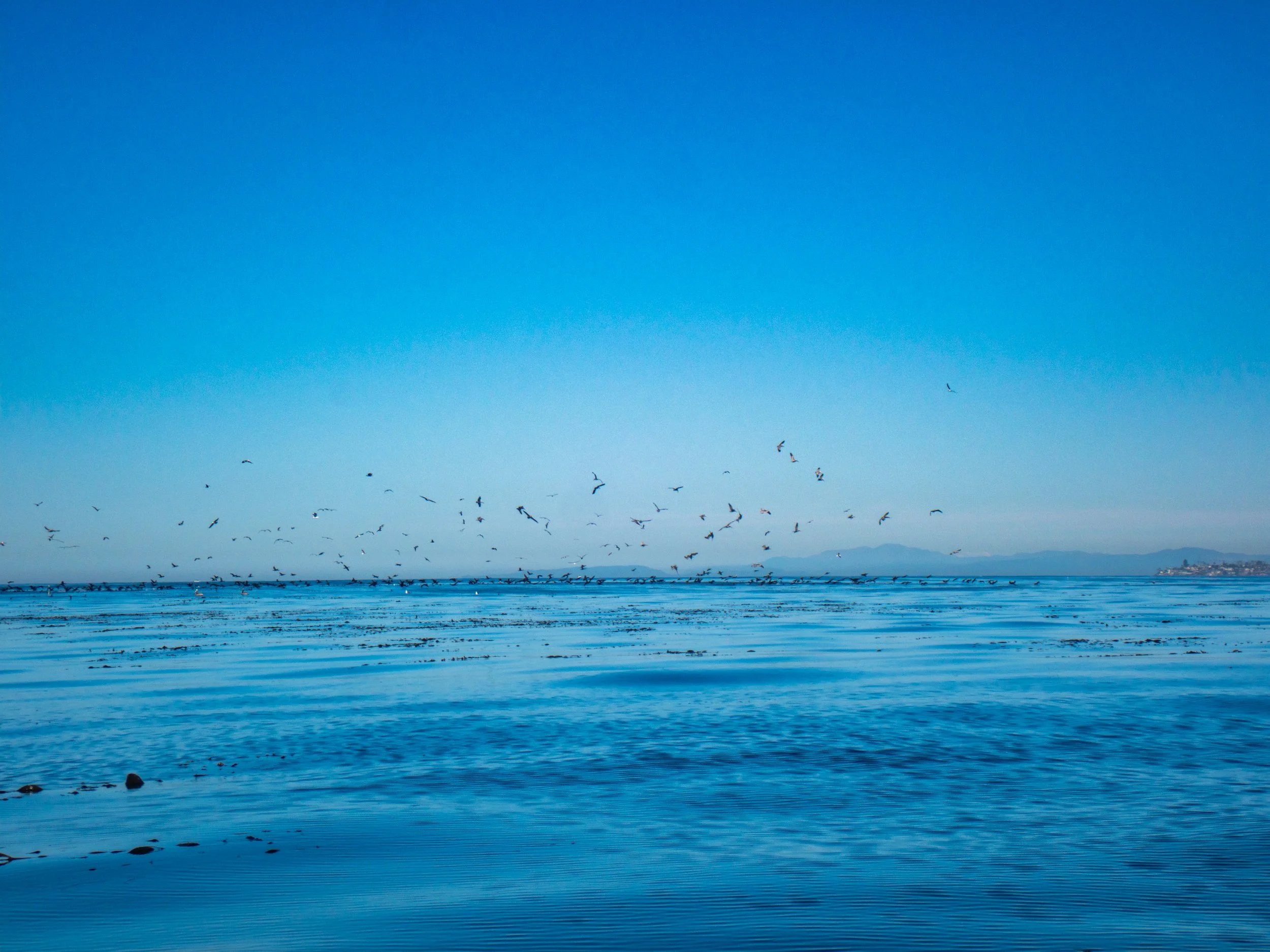 Open ocean with seagulls flying over the water and distant land in the background under a clear blue sky.