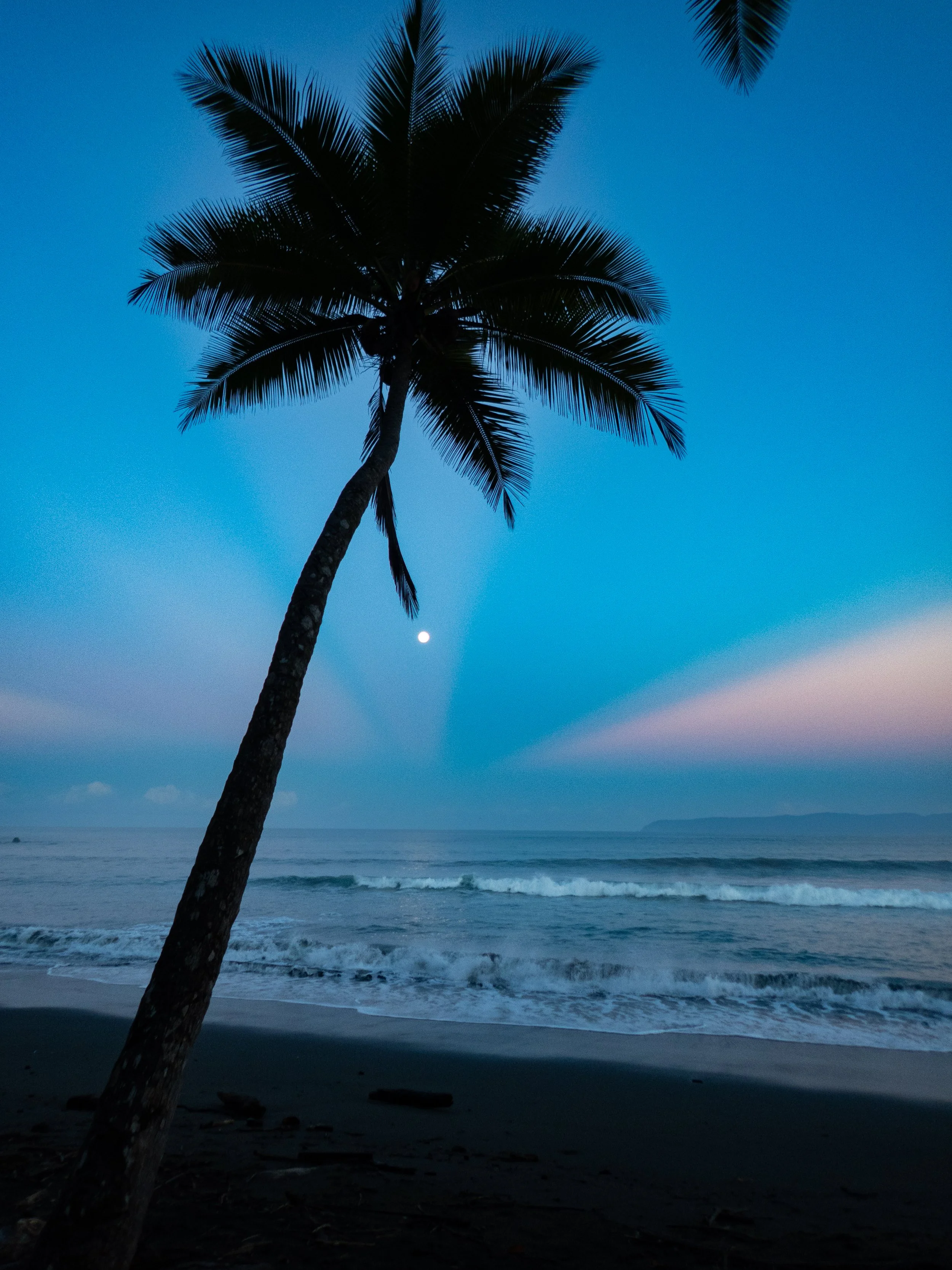 A silhouetted palm tree on a beach at dusk with the moon visible in the sky and gentle waves on the shoreline.